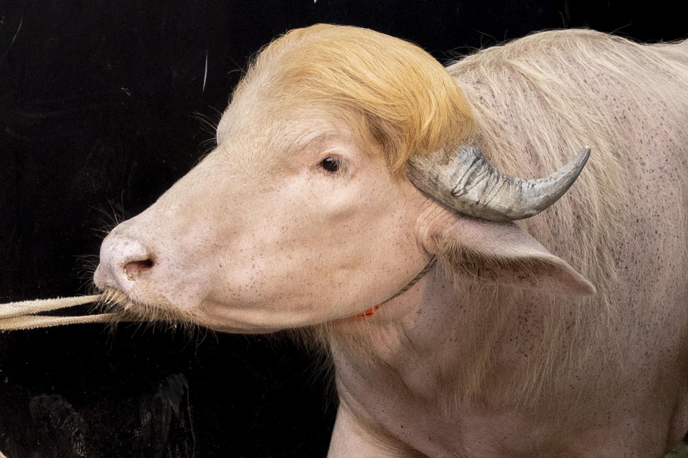 Byvol s prezývkou Donald Trump