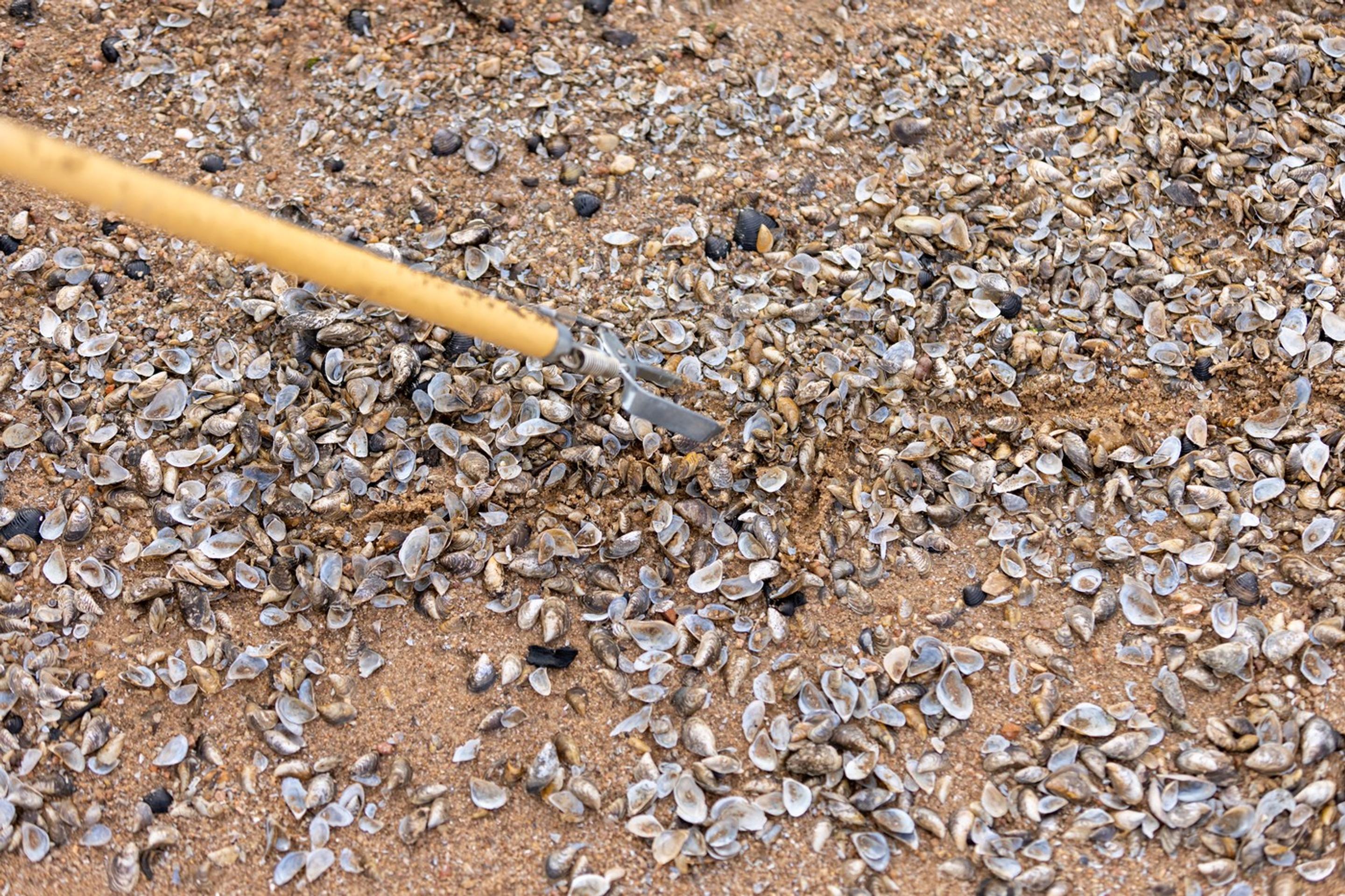 rozdrvené lastúry kopýtok