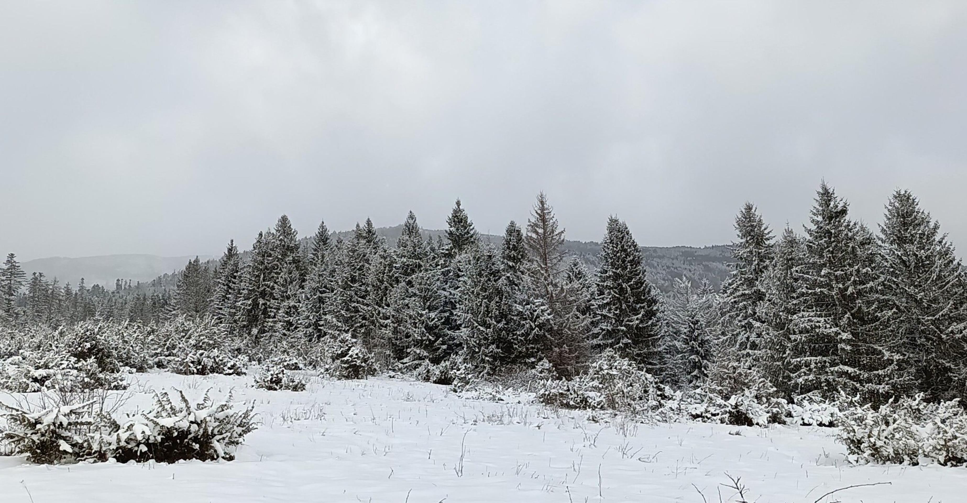 Bacúch, Ľubomír Zlúky