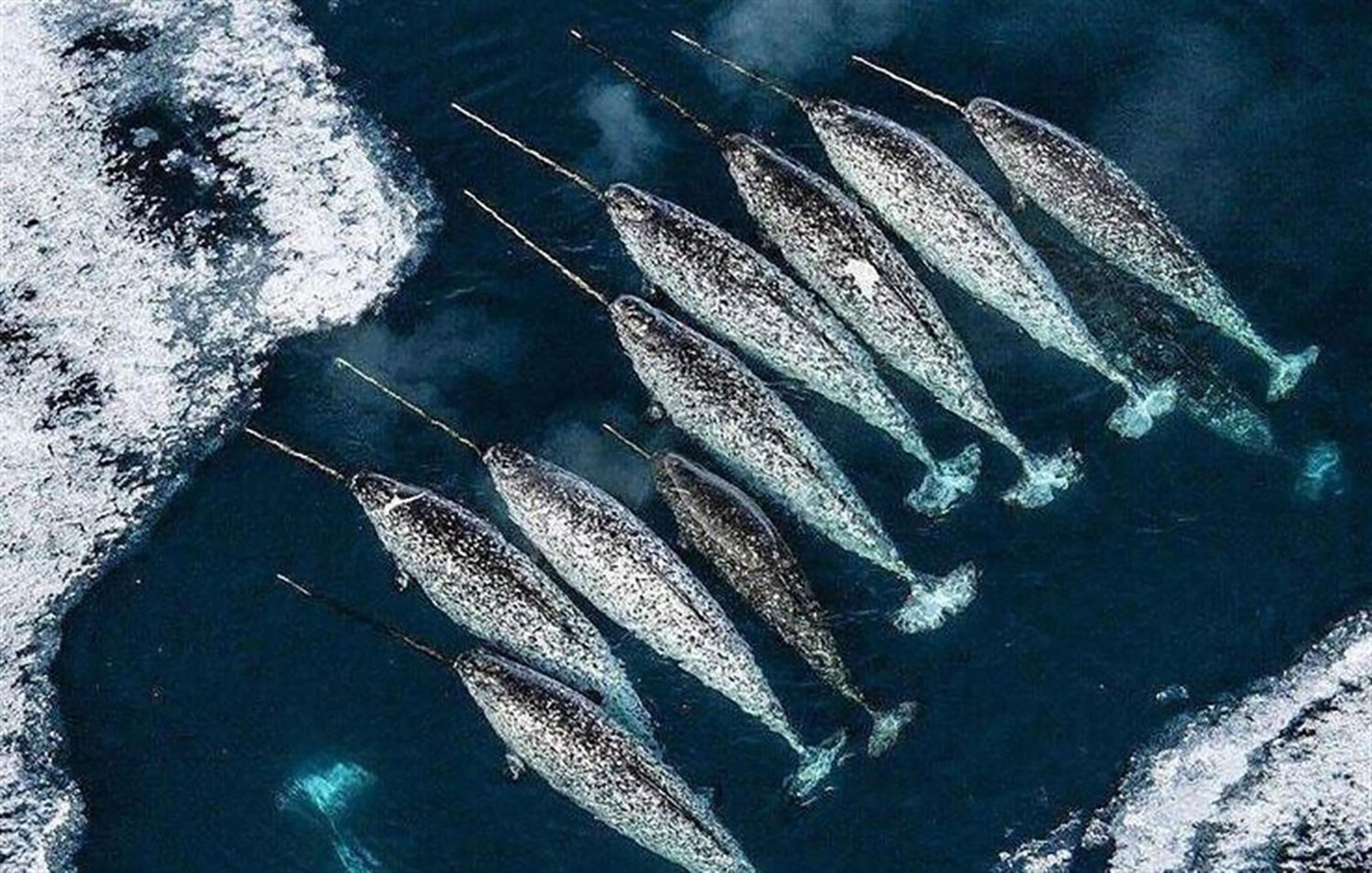 Narval patrí medzi najpozoruhodnejšie tvory oceánov.