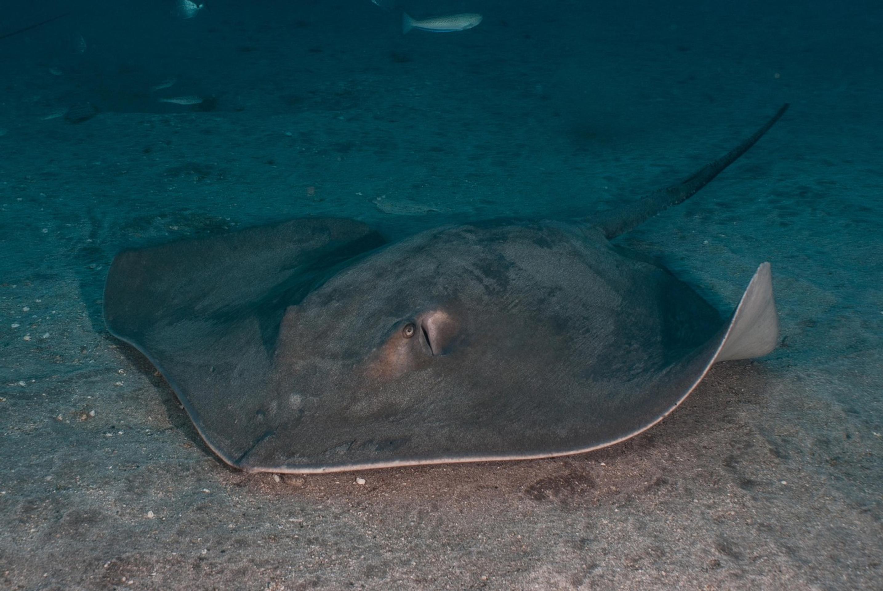 raja (Taeniura grabata)