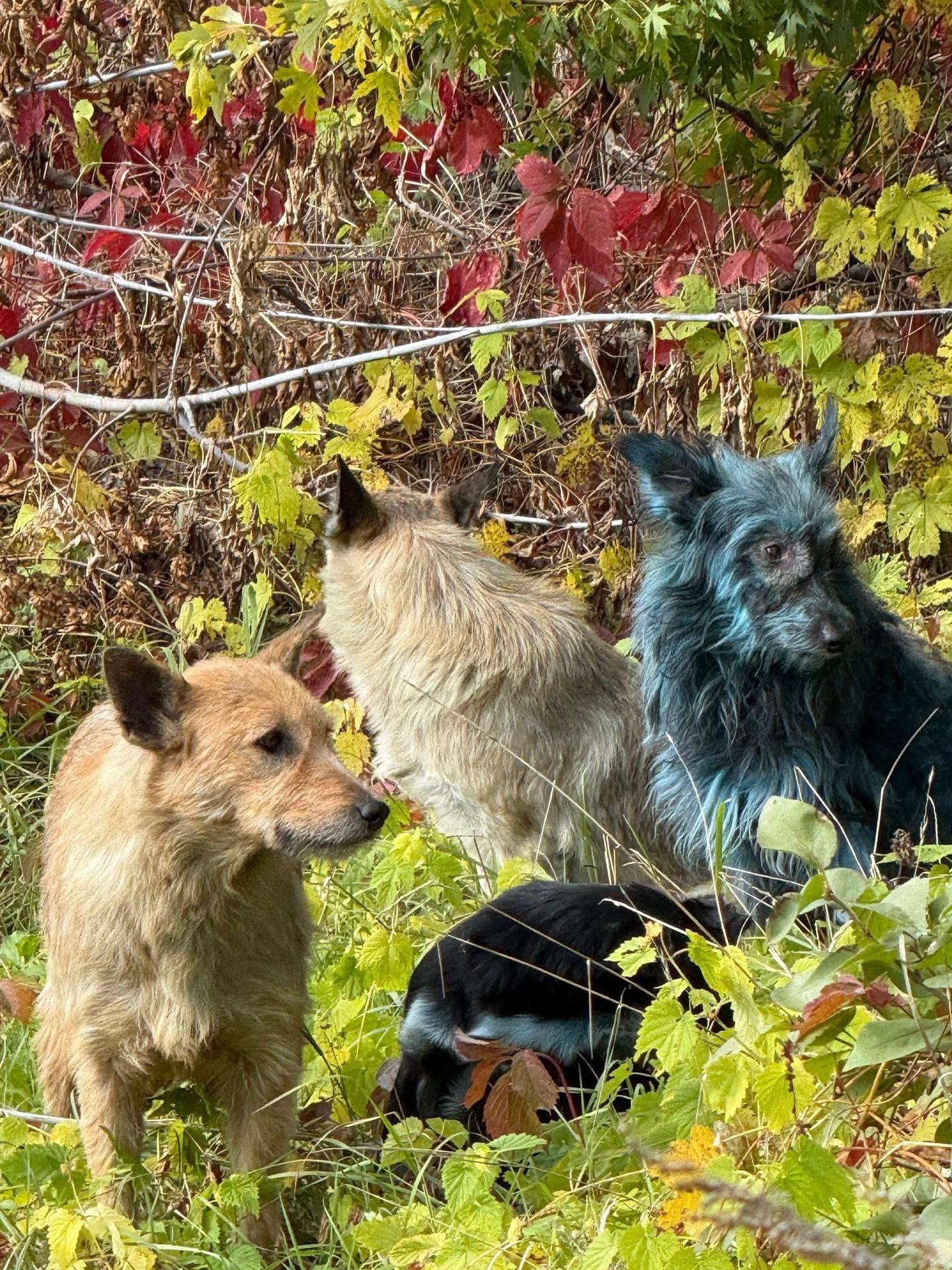 Psy z Černobyľu, ktorých srsť nadobudla jasne modrý odtieň.