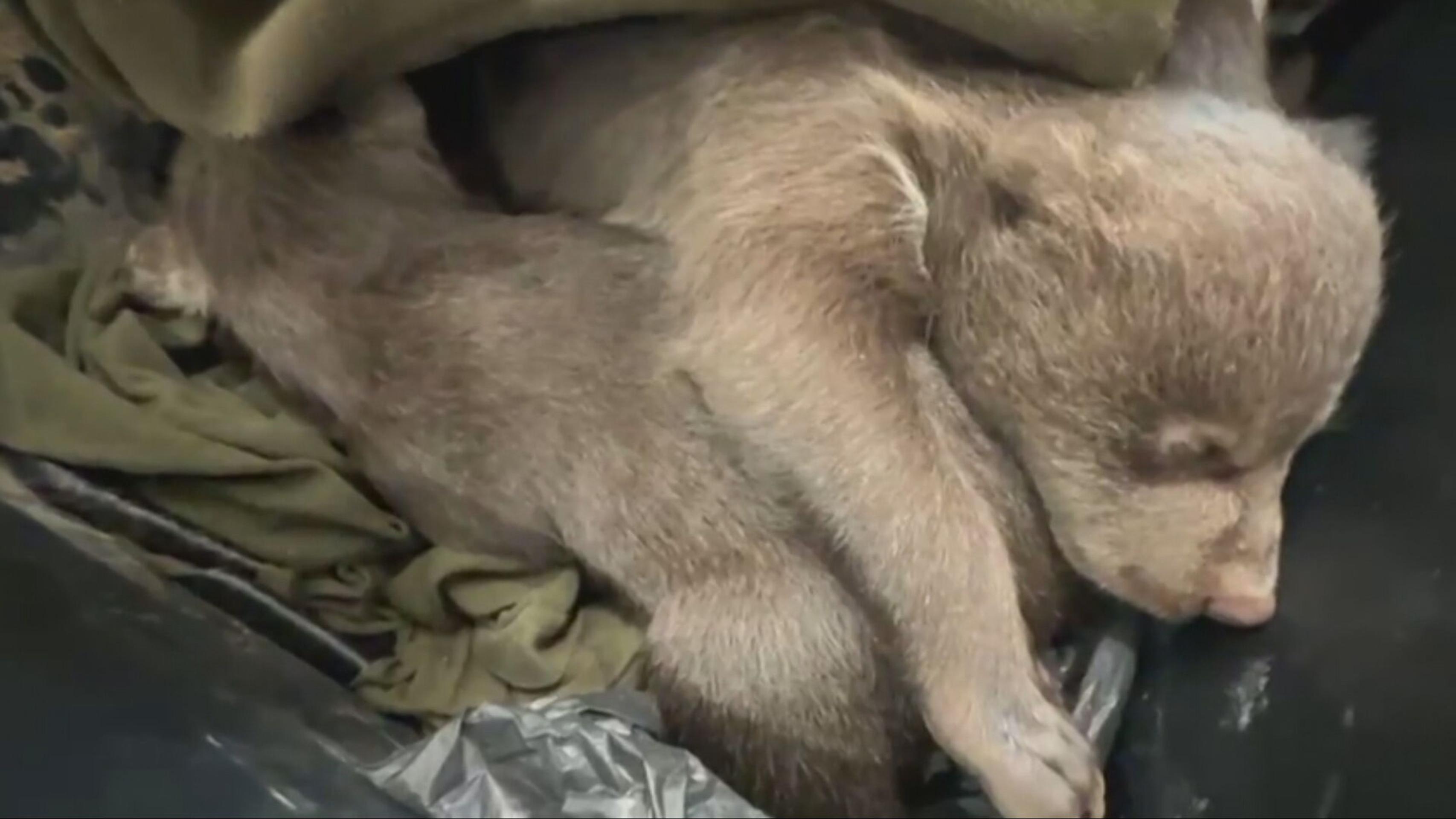 Malé medvieďatá po smrti mamy