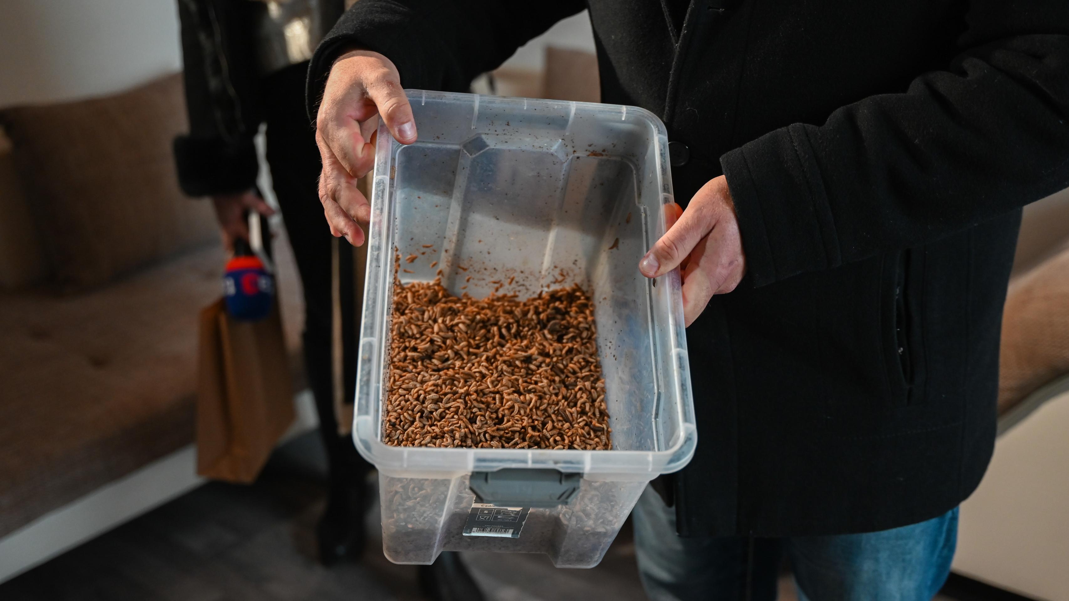 Larvy muchy čiernej.