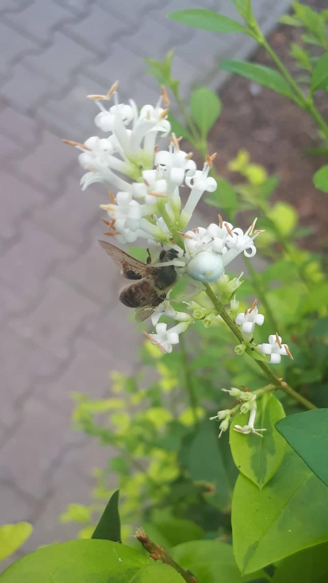 Kvetárik dvojtvarý ulovil včelu.