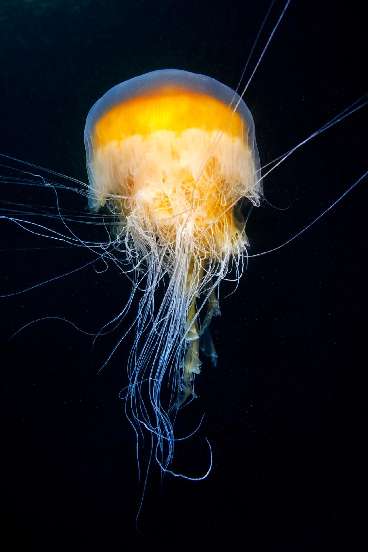 Medúza, ktorá vyzerá ako vajíčko