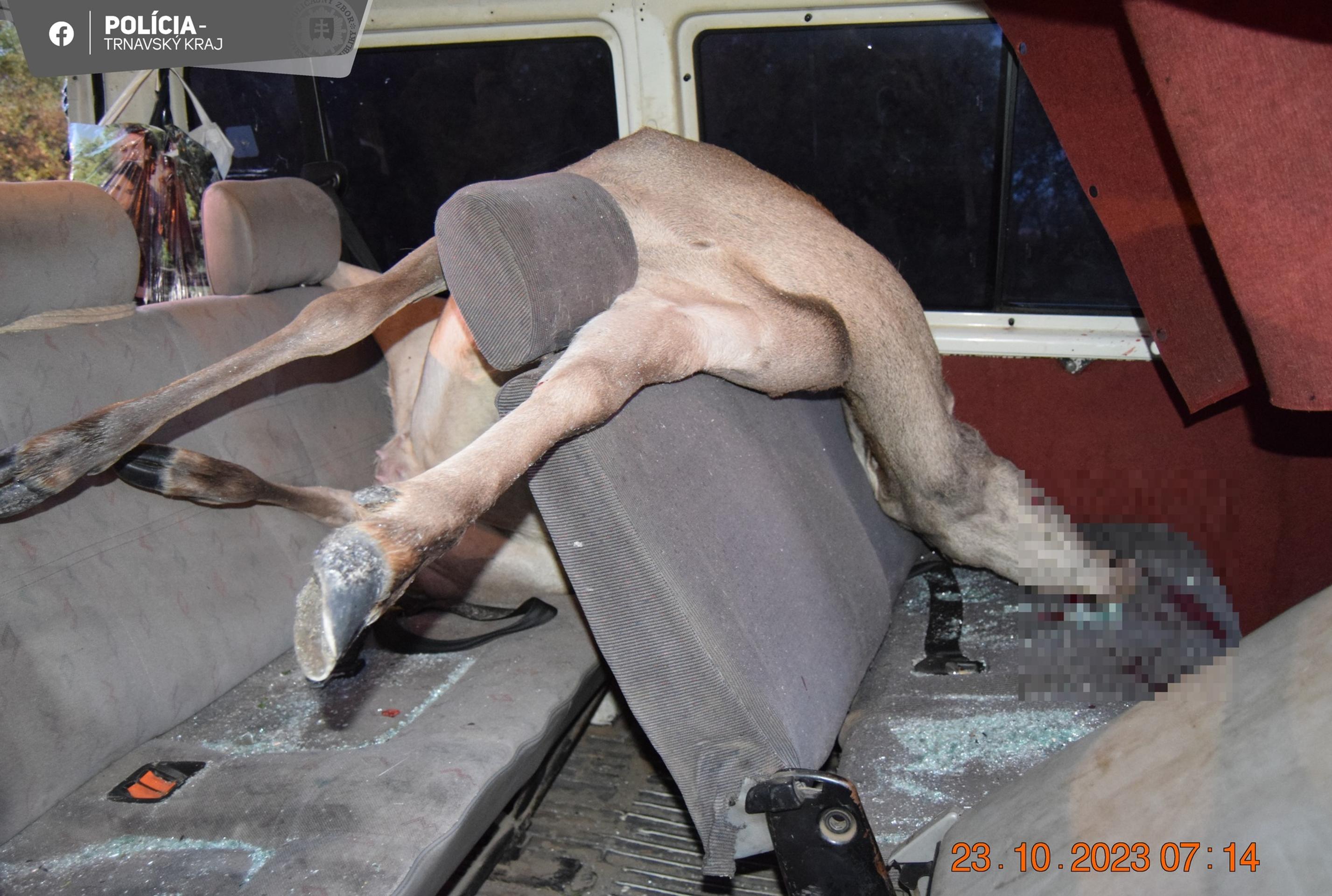 Laň prerazila čelné sklo a skončila na zadných sedadlách.