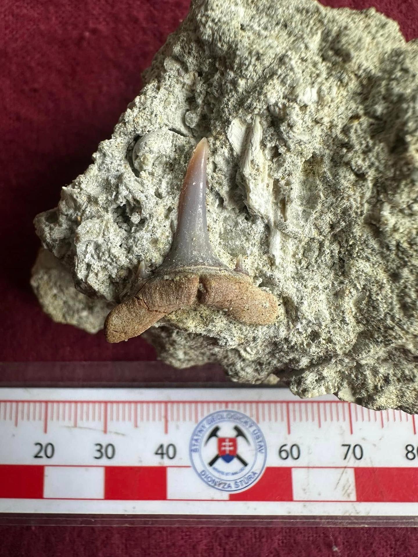 Jakub našiel zub žraloka starý takmer 14 miliónov rokov.