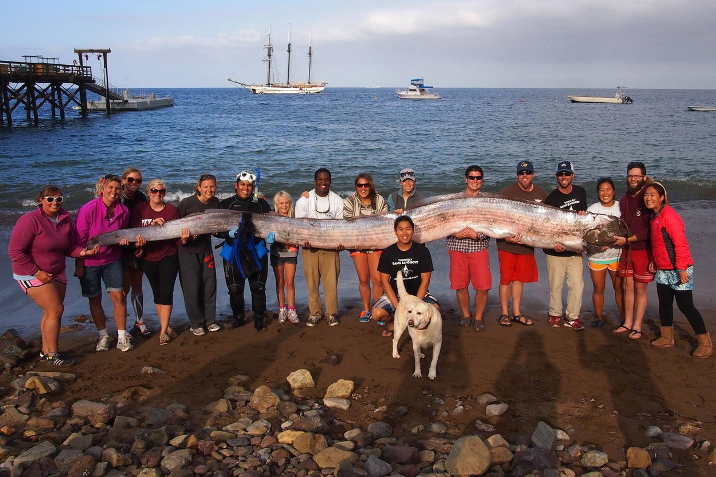 Obrovského jedinca Regalecus glesne vyplavilo v roku 2013 na pláž ostrova Catalina, ktorý sa nachádza pri pobreží Kalifornie.