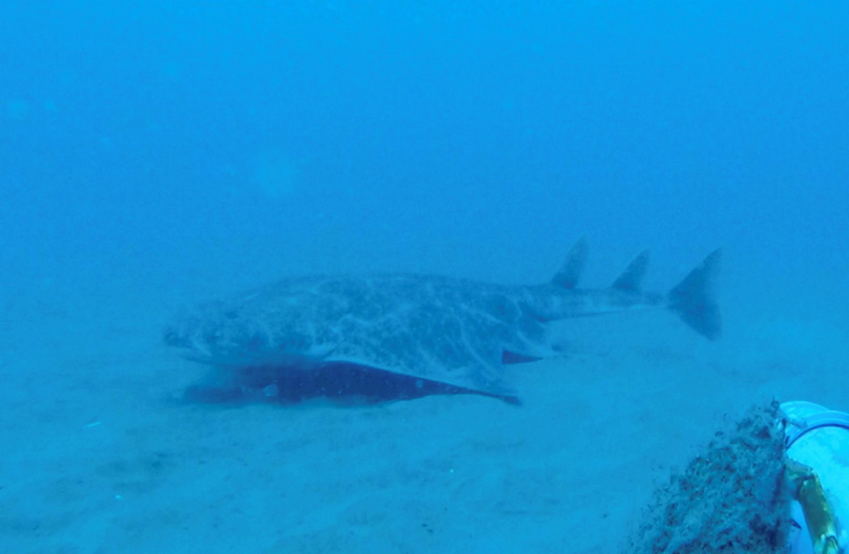 Žralok anjelský (squatina squatina).