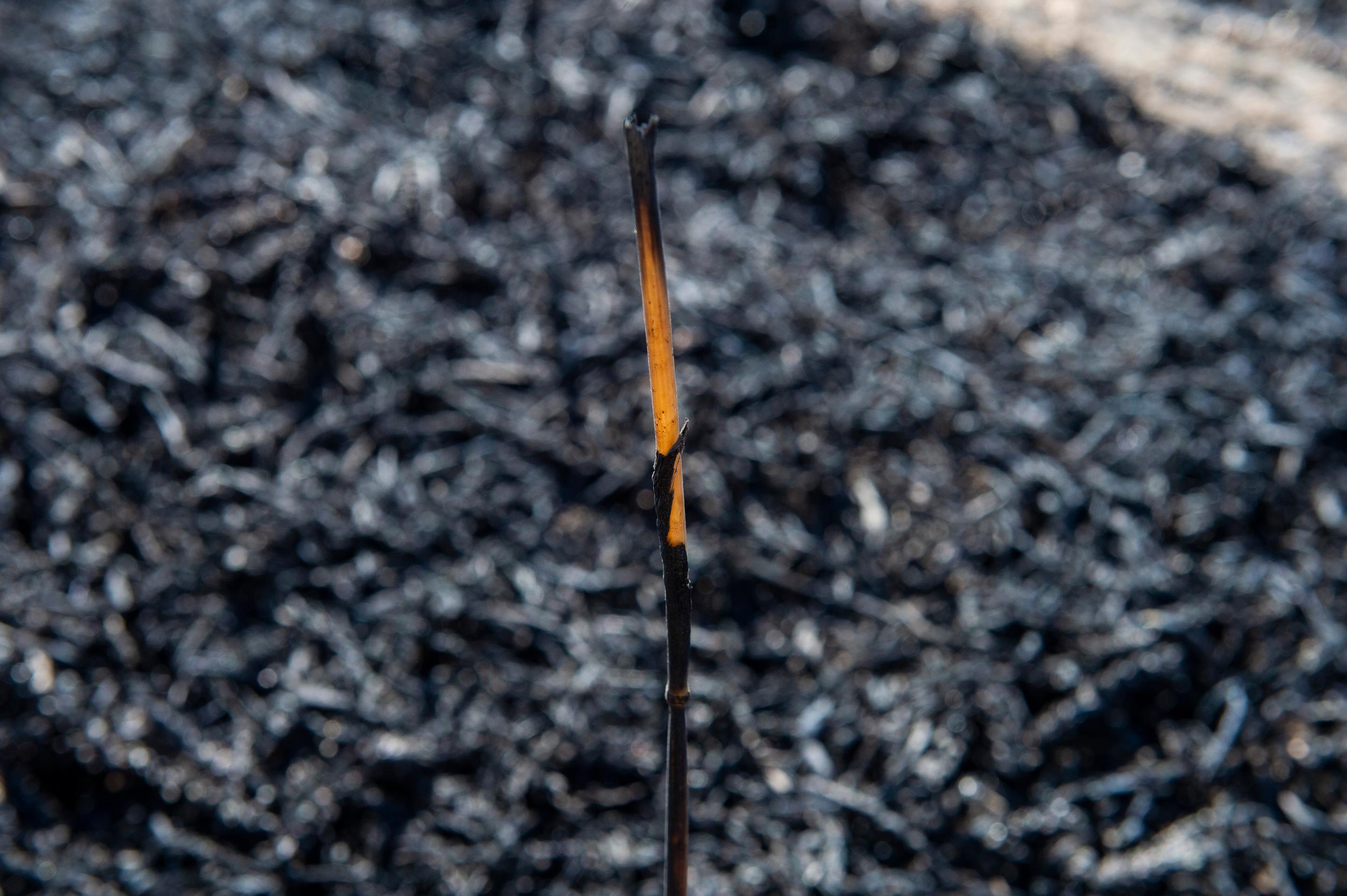 Požiar pri Bratislave