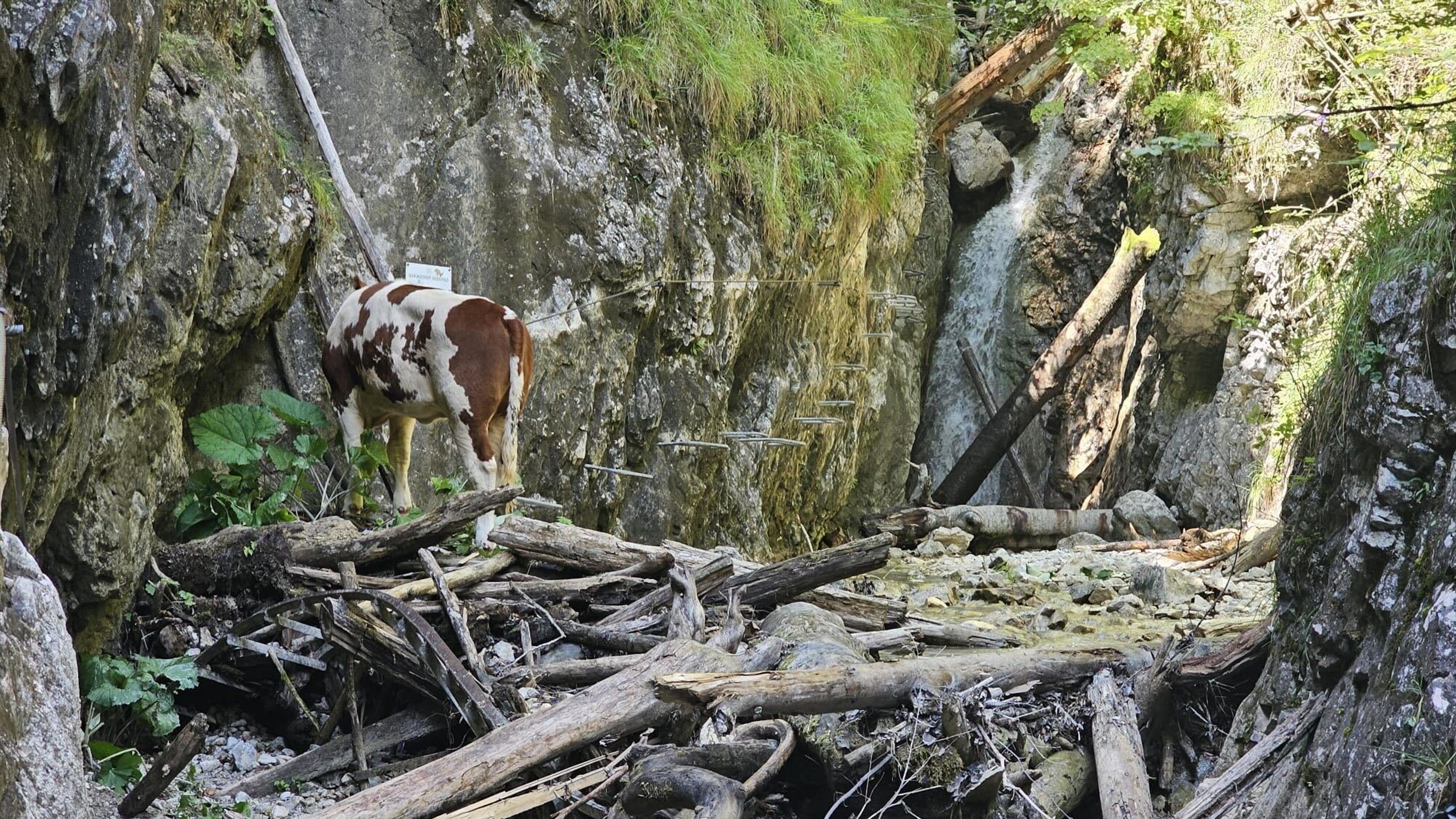 Krava uviazla na ferate.