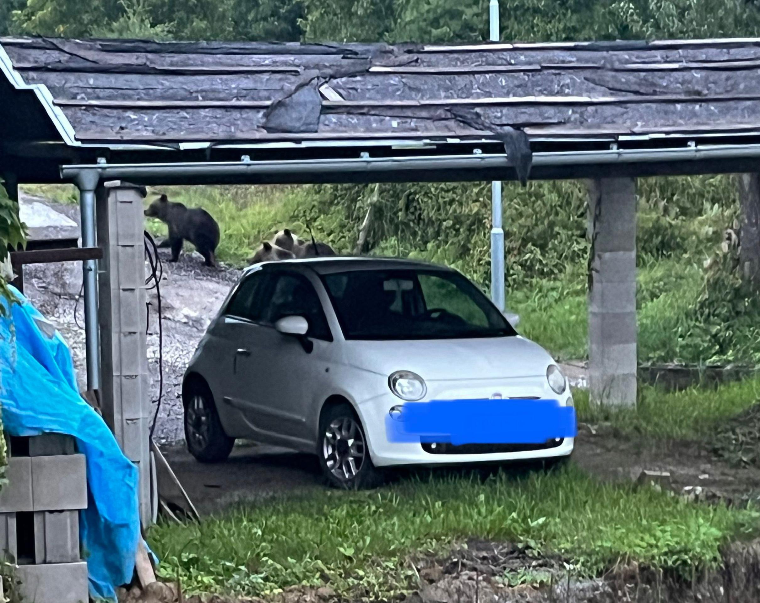 Do Kľačna chodia medvede aj v auguste