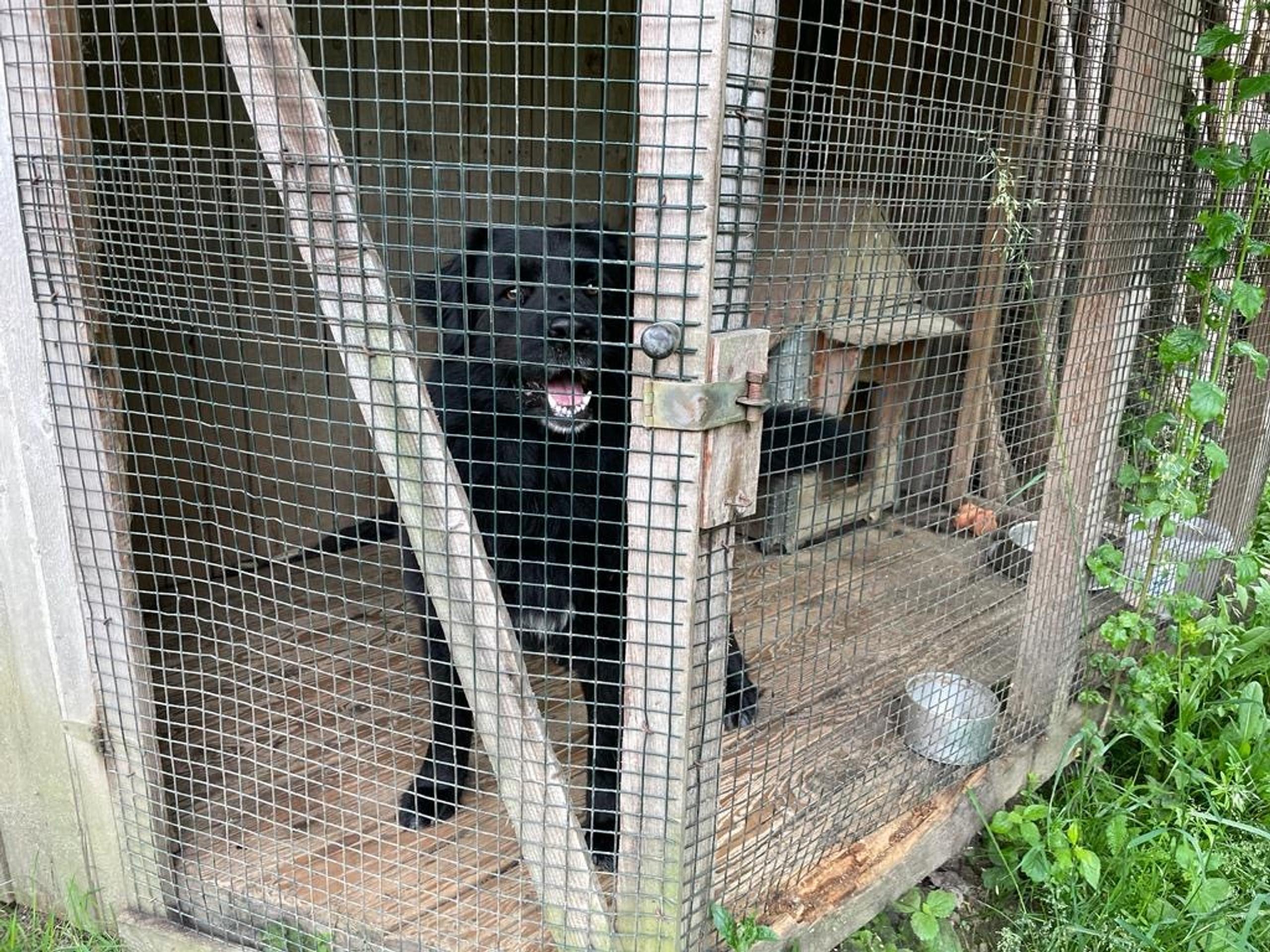 Pes zaútočil na osemročné dievčatko