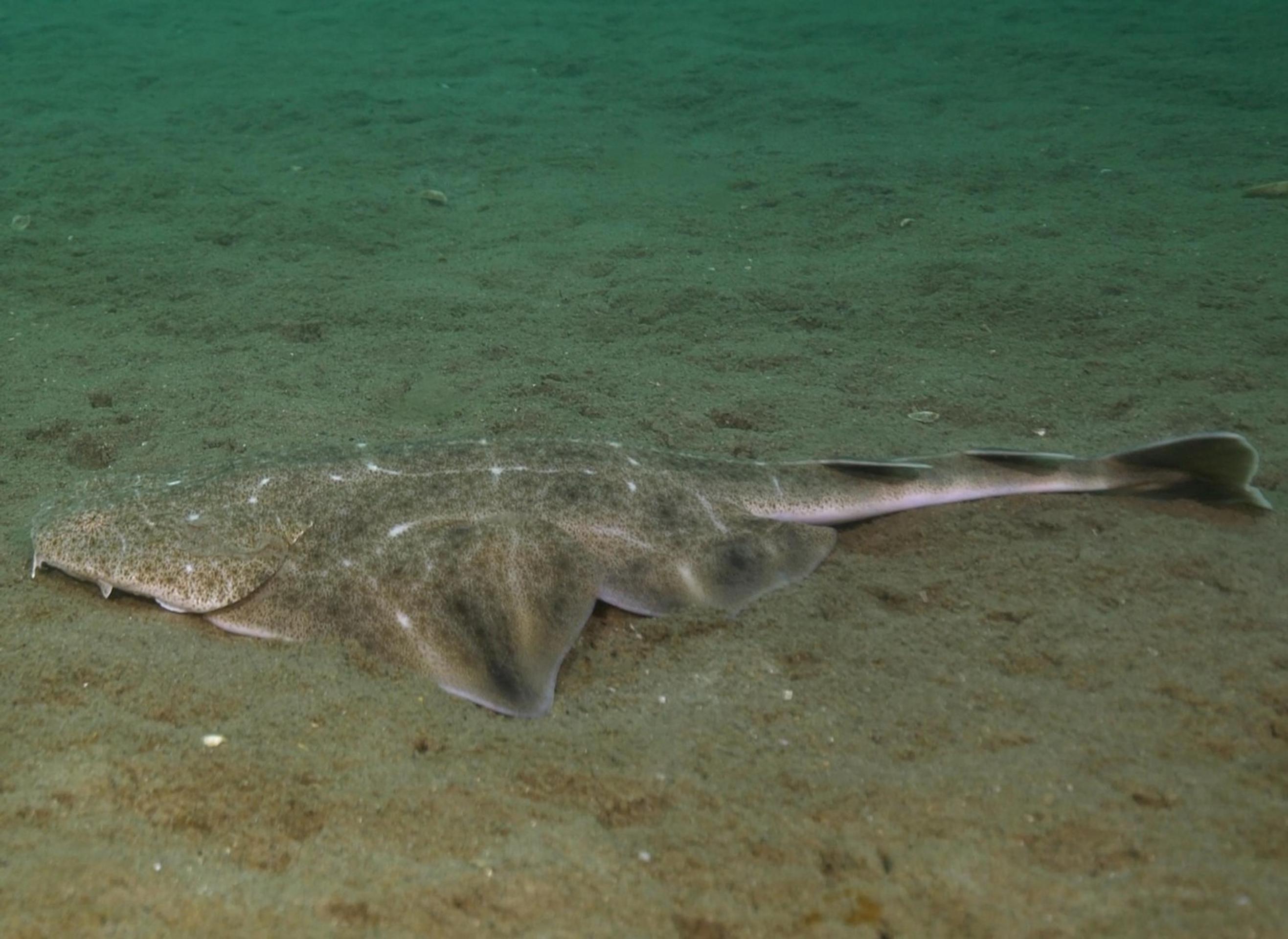 Žralok anjelský (squatina squatina).