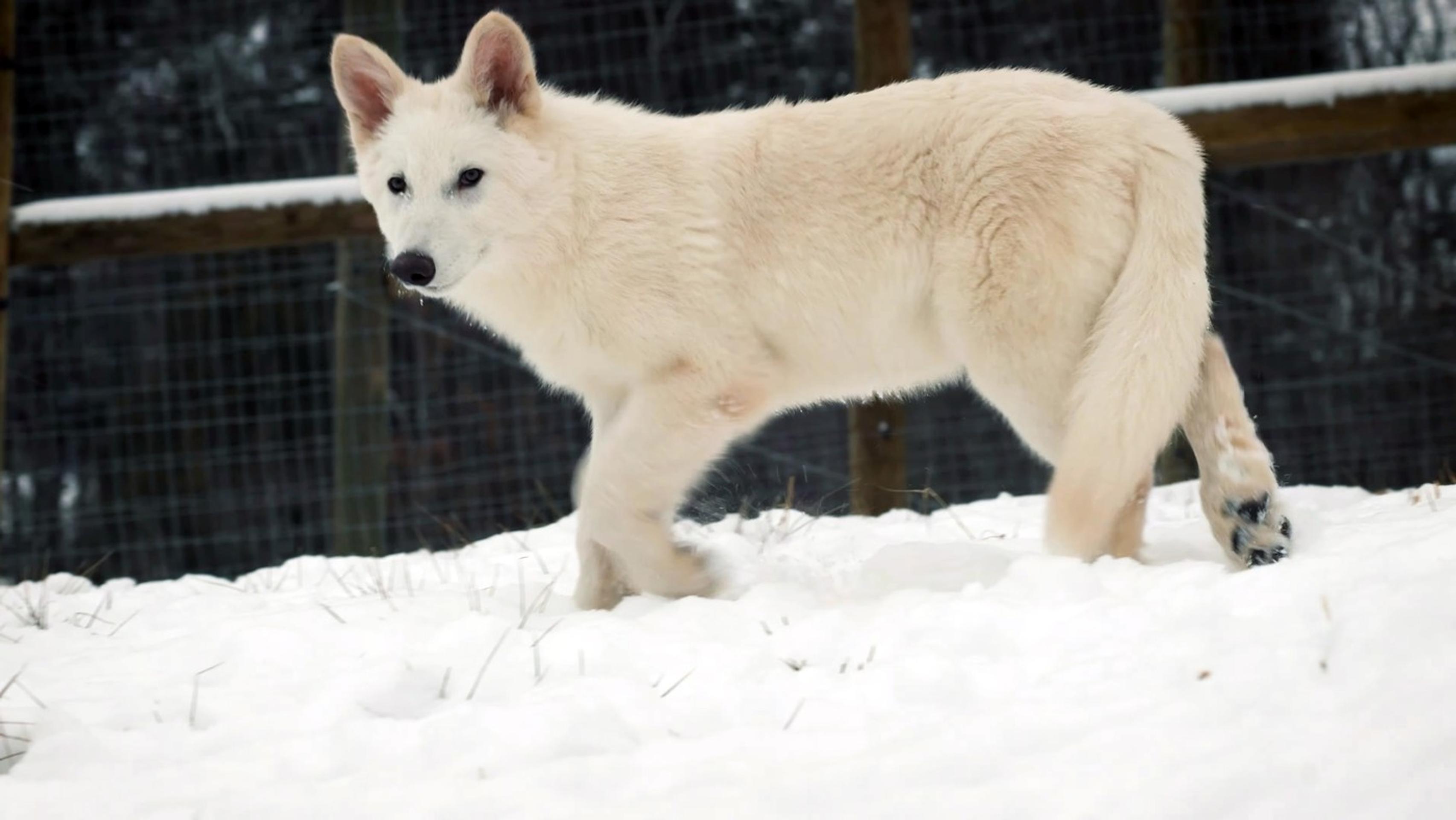 Vedci oživili pravlky obrovské (lat. Canis dirus, prípadne Aenocyon dirus).