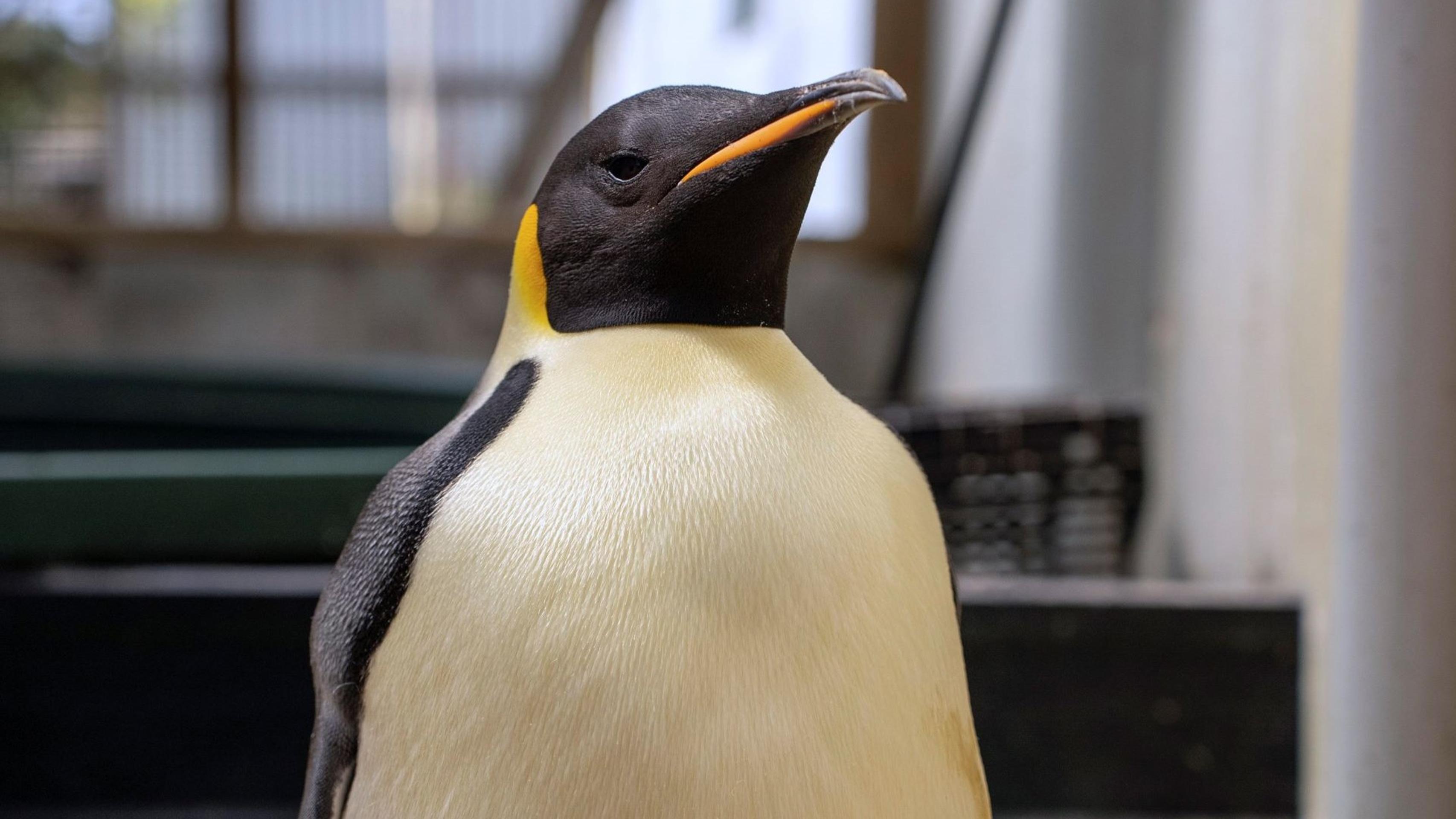 Na pobreží Austrálie sa objavil tučniak