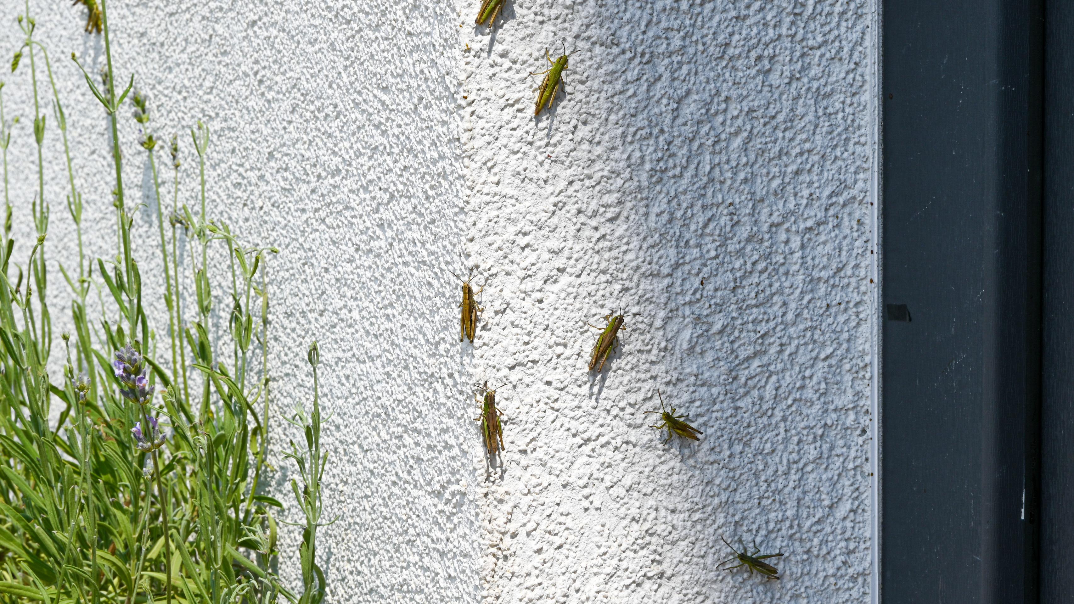 Lúčne koníky v Stupave a okolí