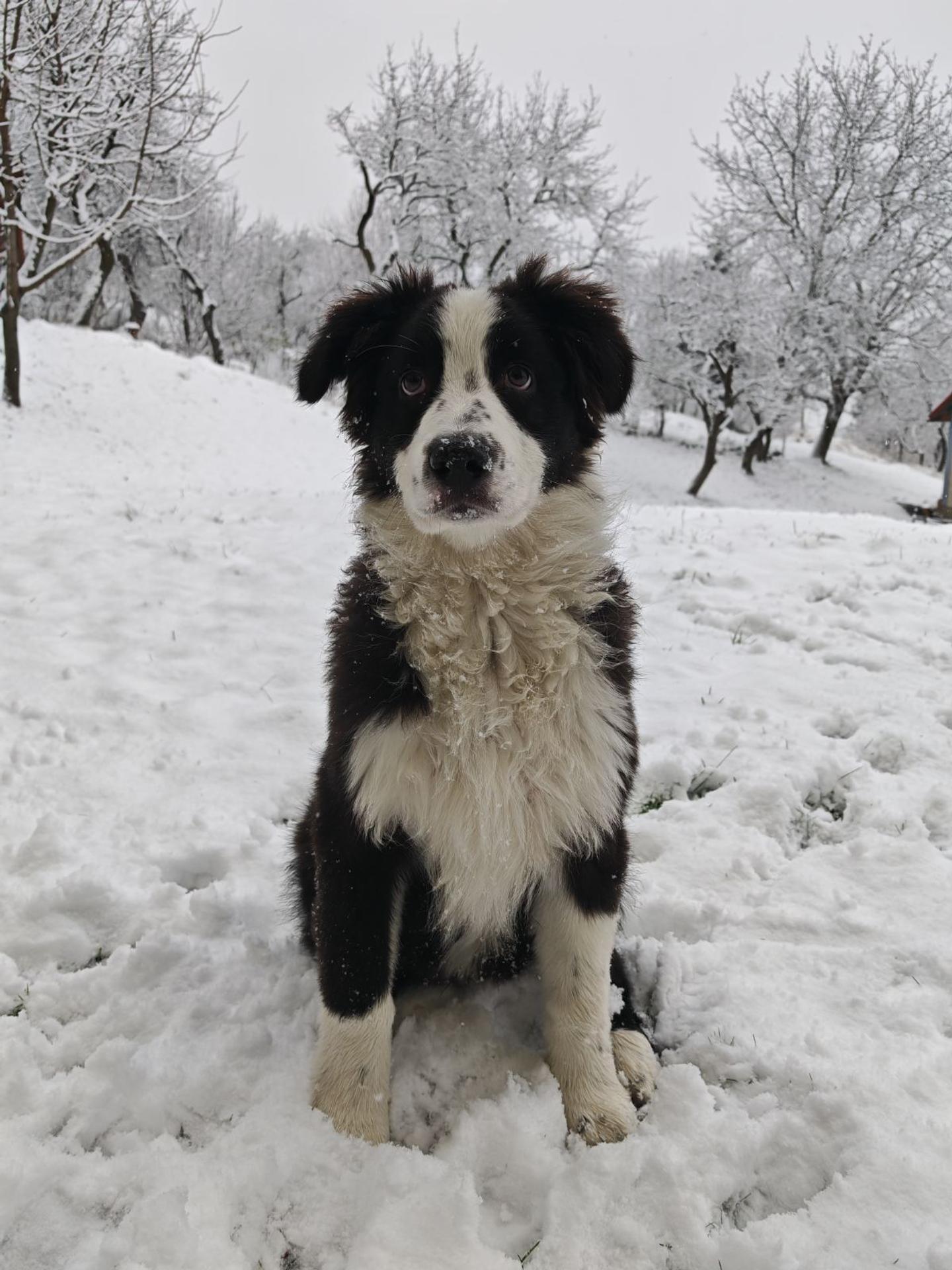 Prvý chlpáčov sneh, užíva si ho naplno, píše Katarína. Obec Kordíky 
