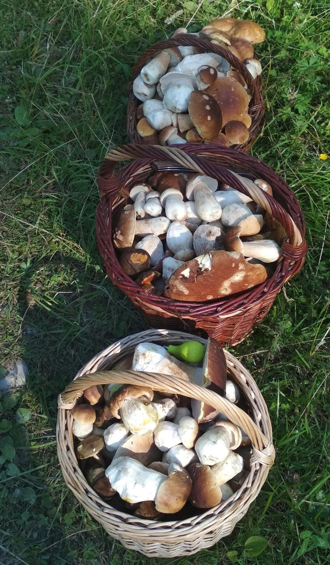 Dagmar Martinková mala v Podjavorníku pri Považskej Bystrici naozaj parádnu hubačku.