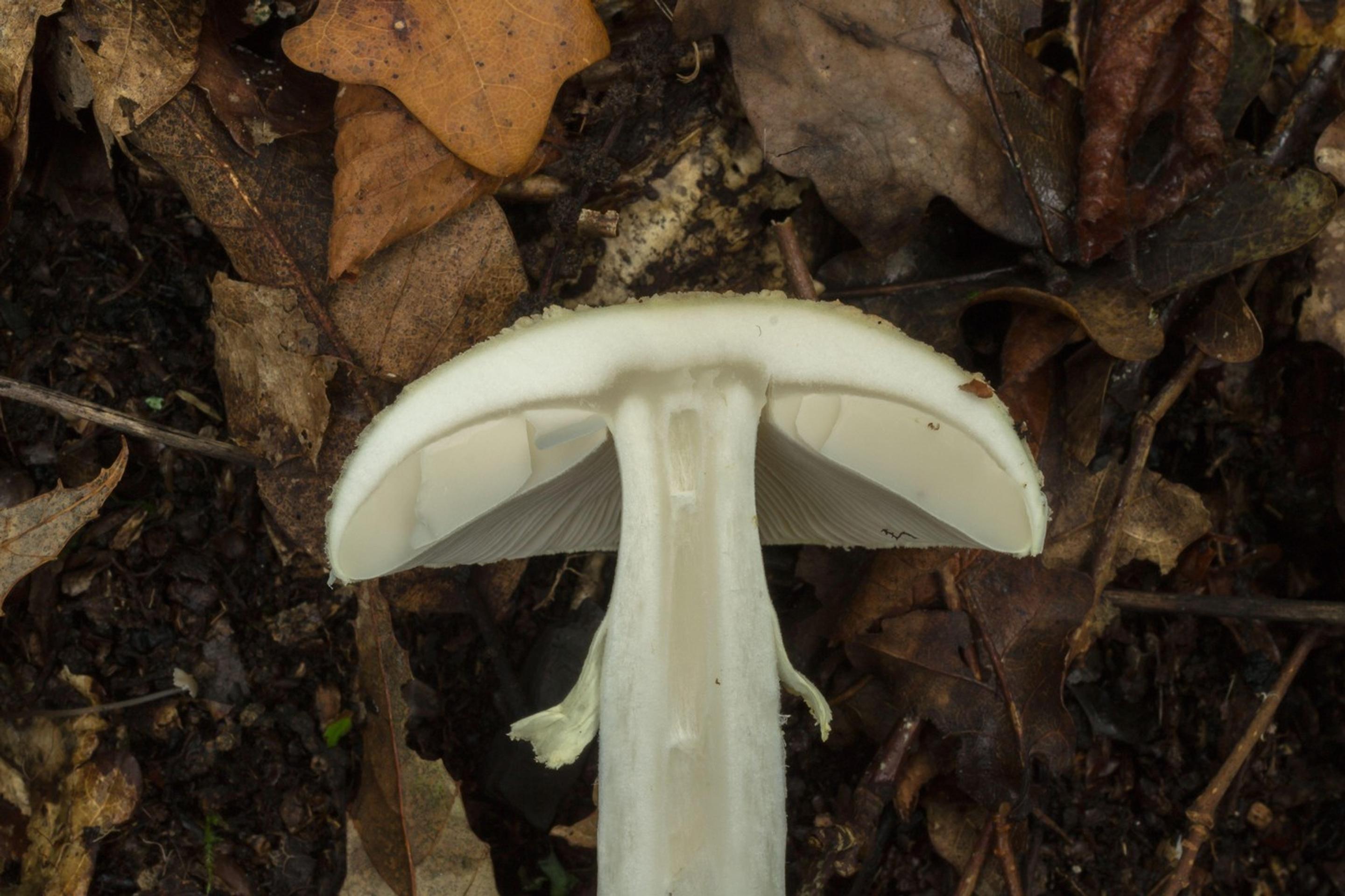 muchotrávka zelená (prierez)