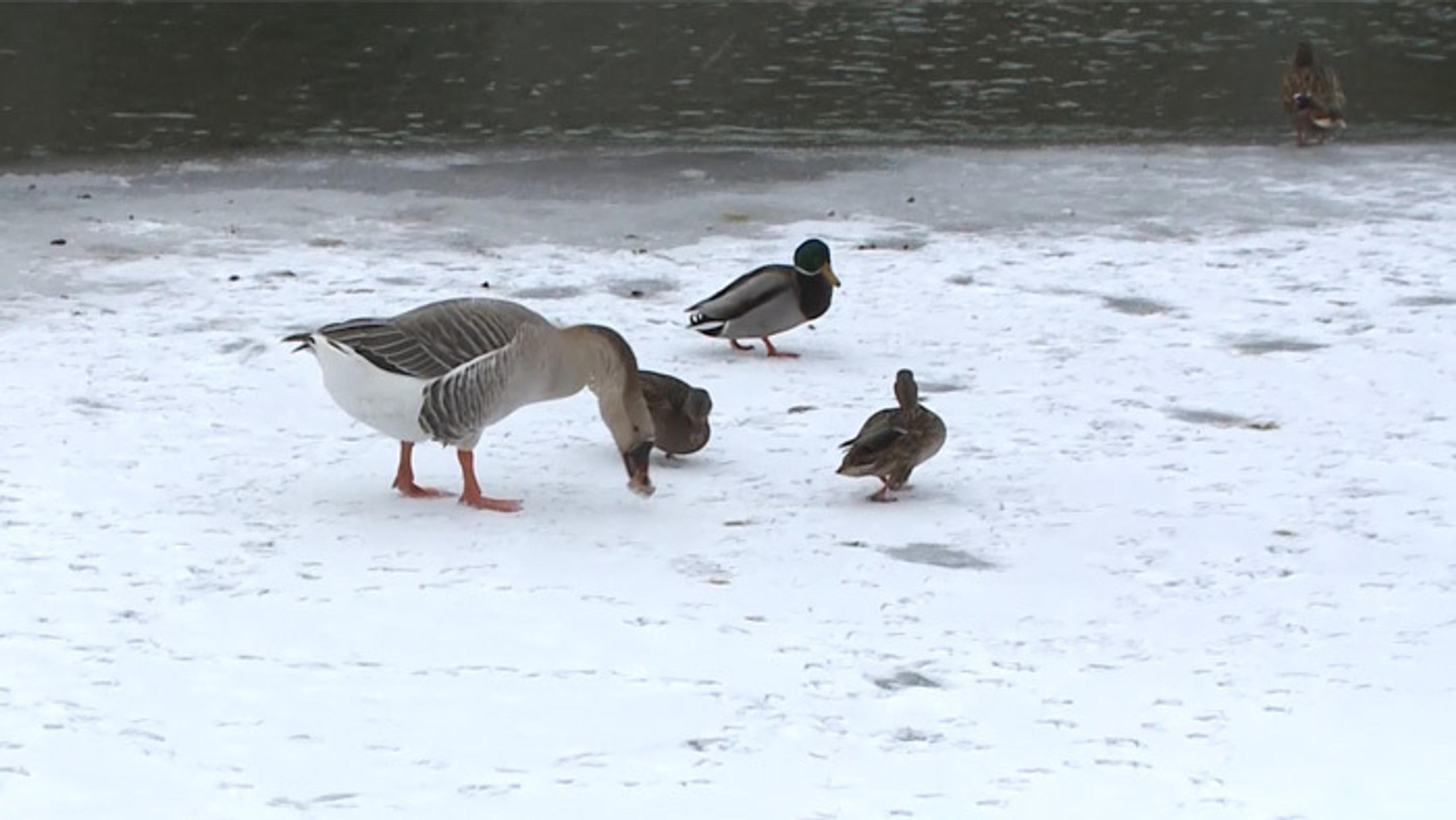 Hus s kačkami na Toryse.