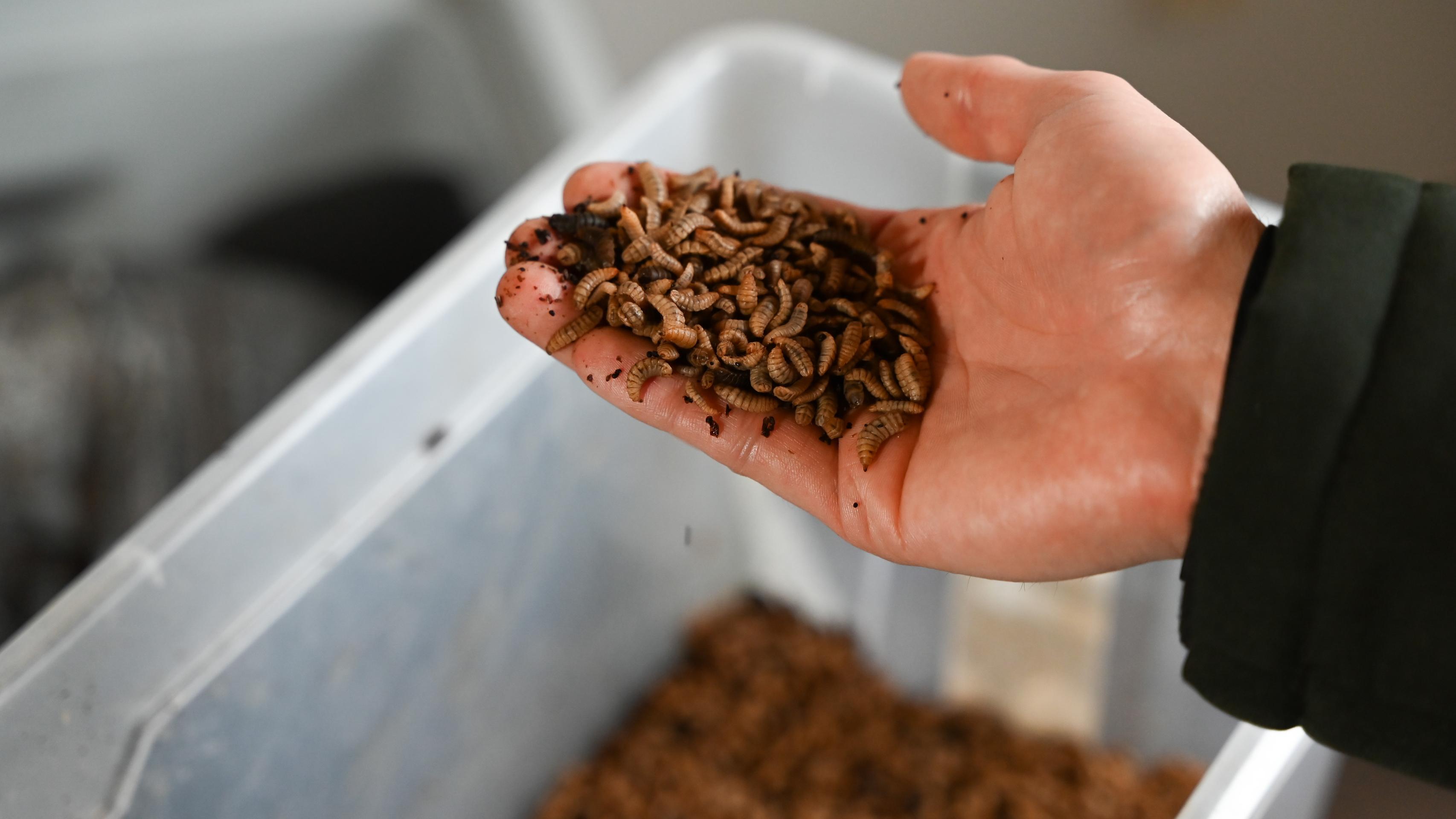 Larvy muchy čiernej.