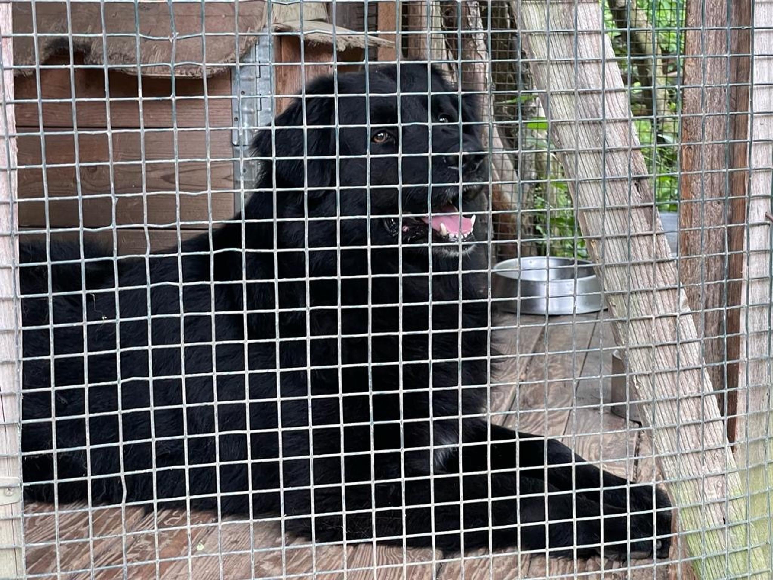 Pes zaútočil na osemročné dievčatko