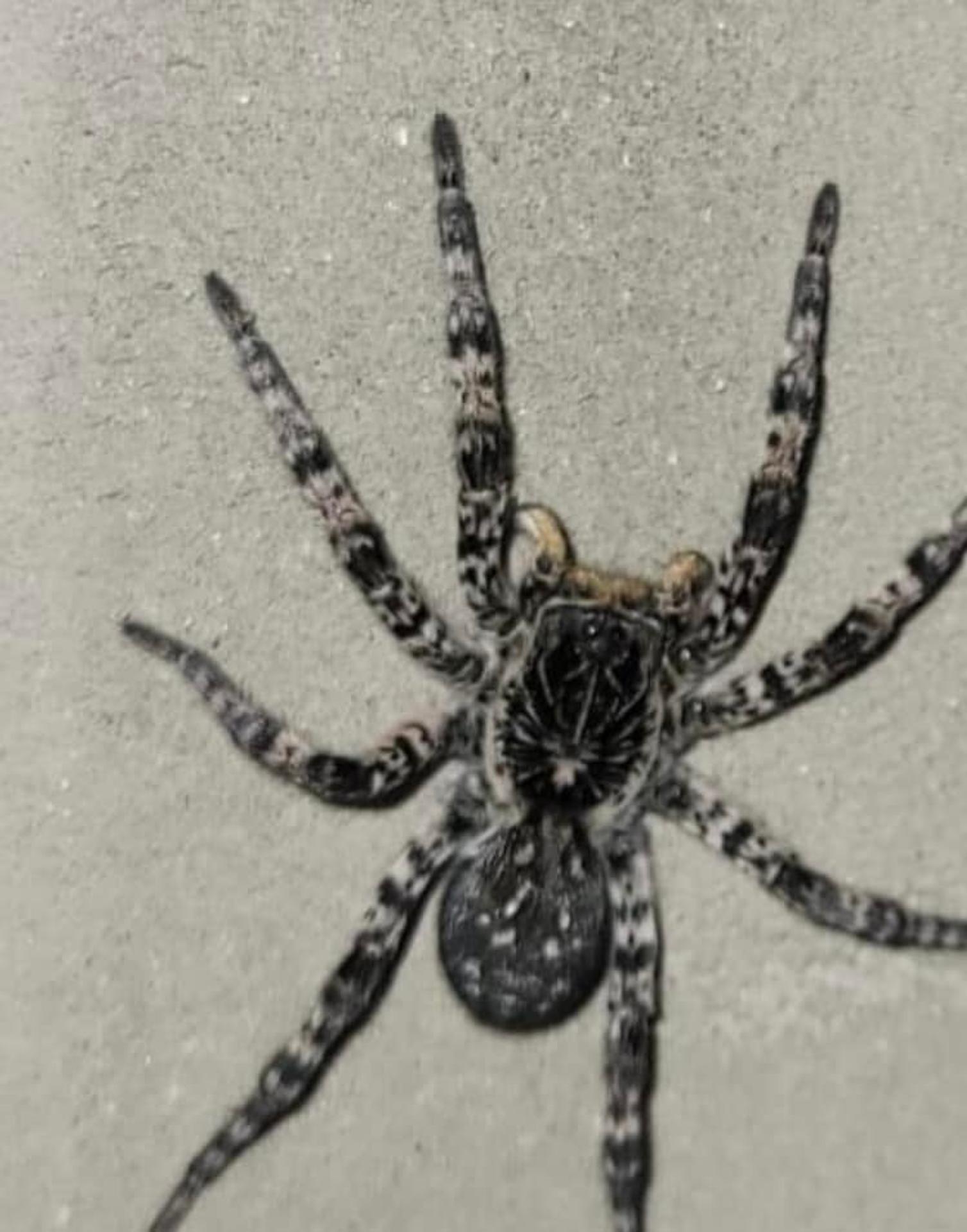 Strehúň škvrnitý