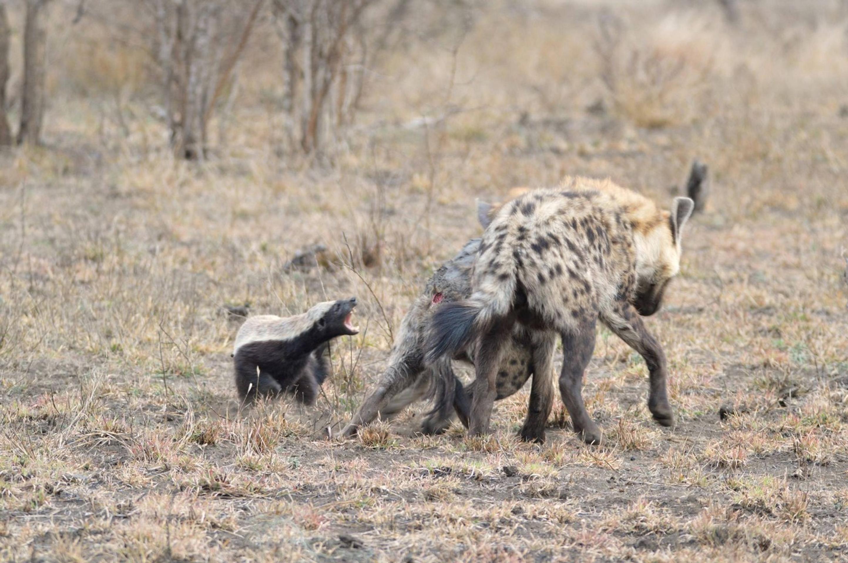 Mediar sa nezľakne ani hyeny.