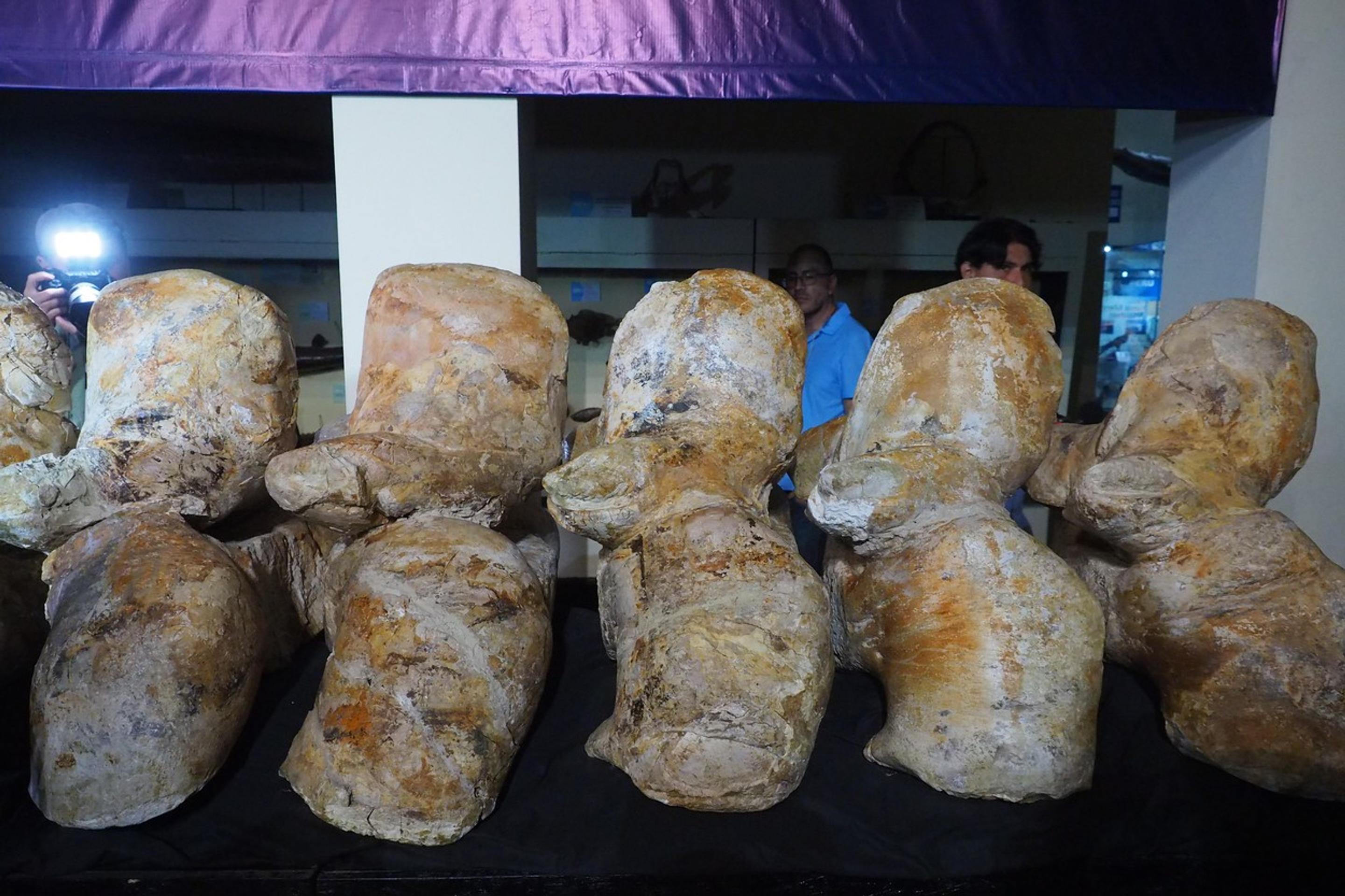 Stavce prehistorickej veľryby.