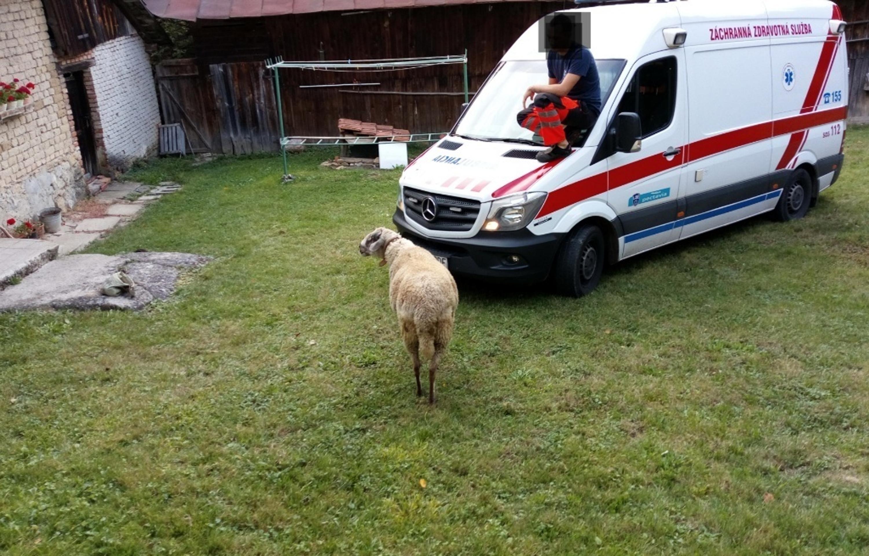 Baran napadol ženu.