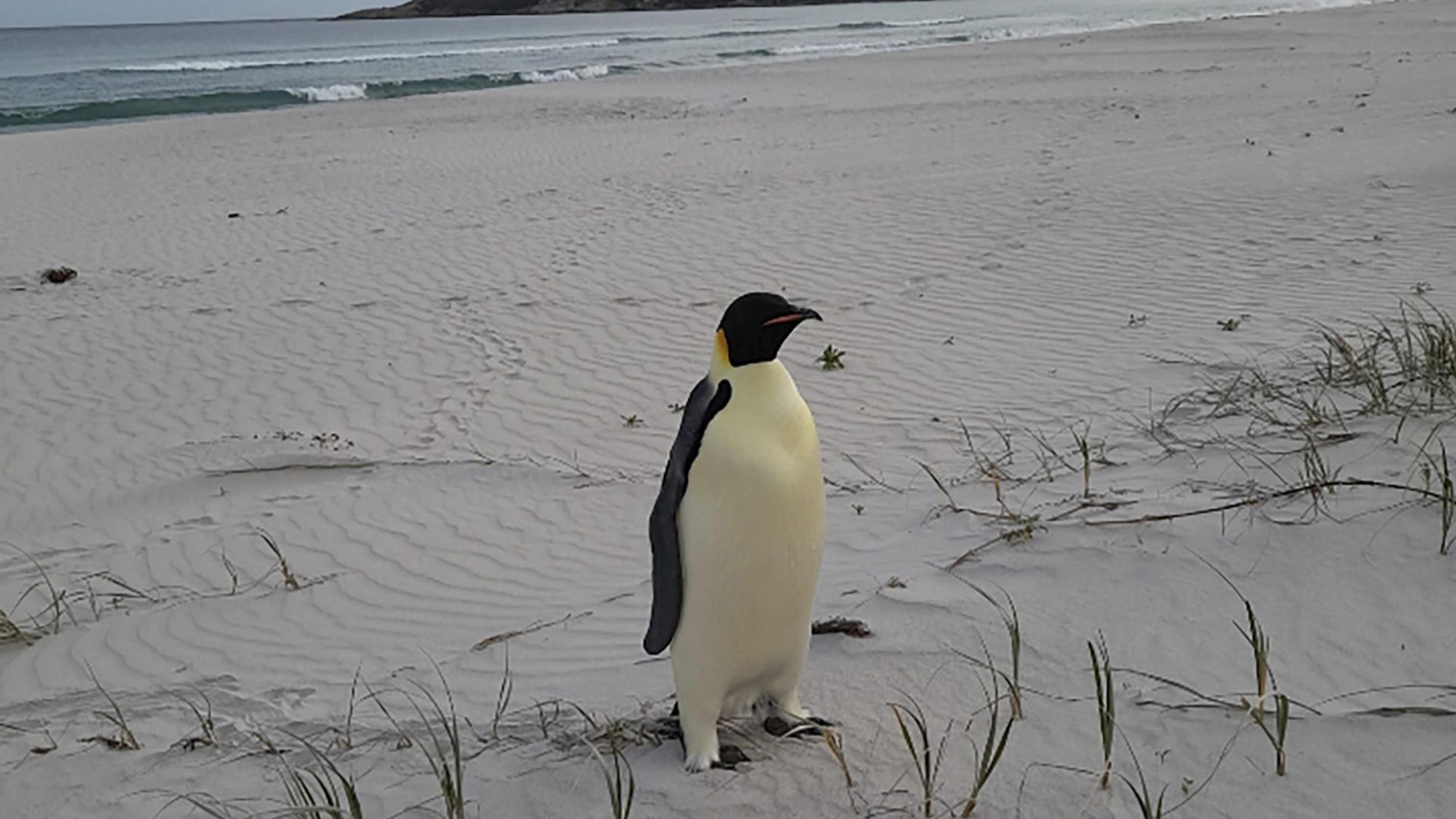 Na pobreží Austrálie sa objavil tučniak