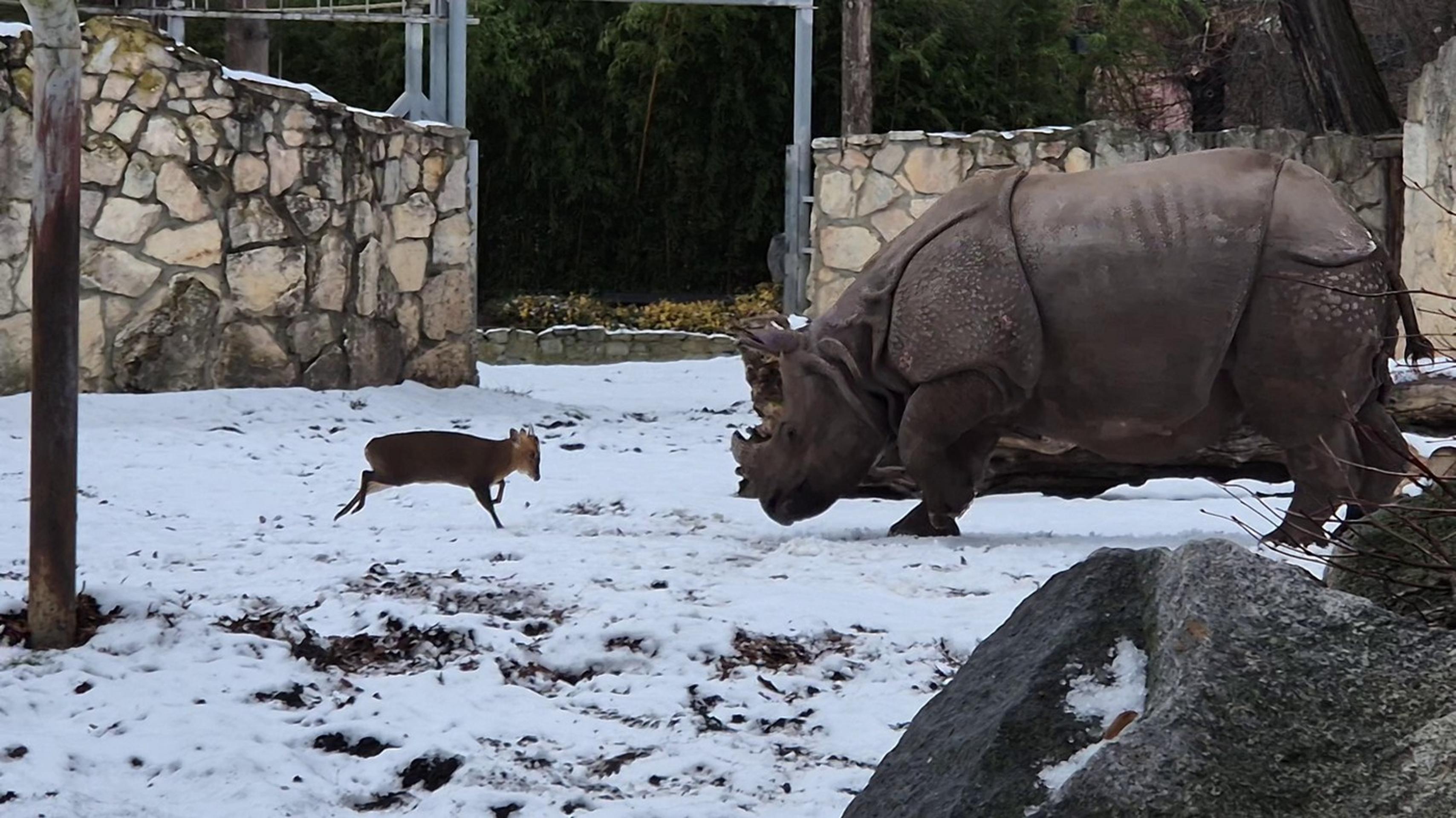 Muntiak vyzval na súboj nosorožca.
