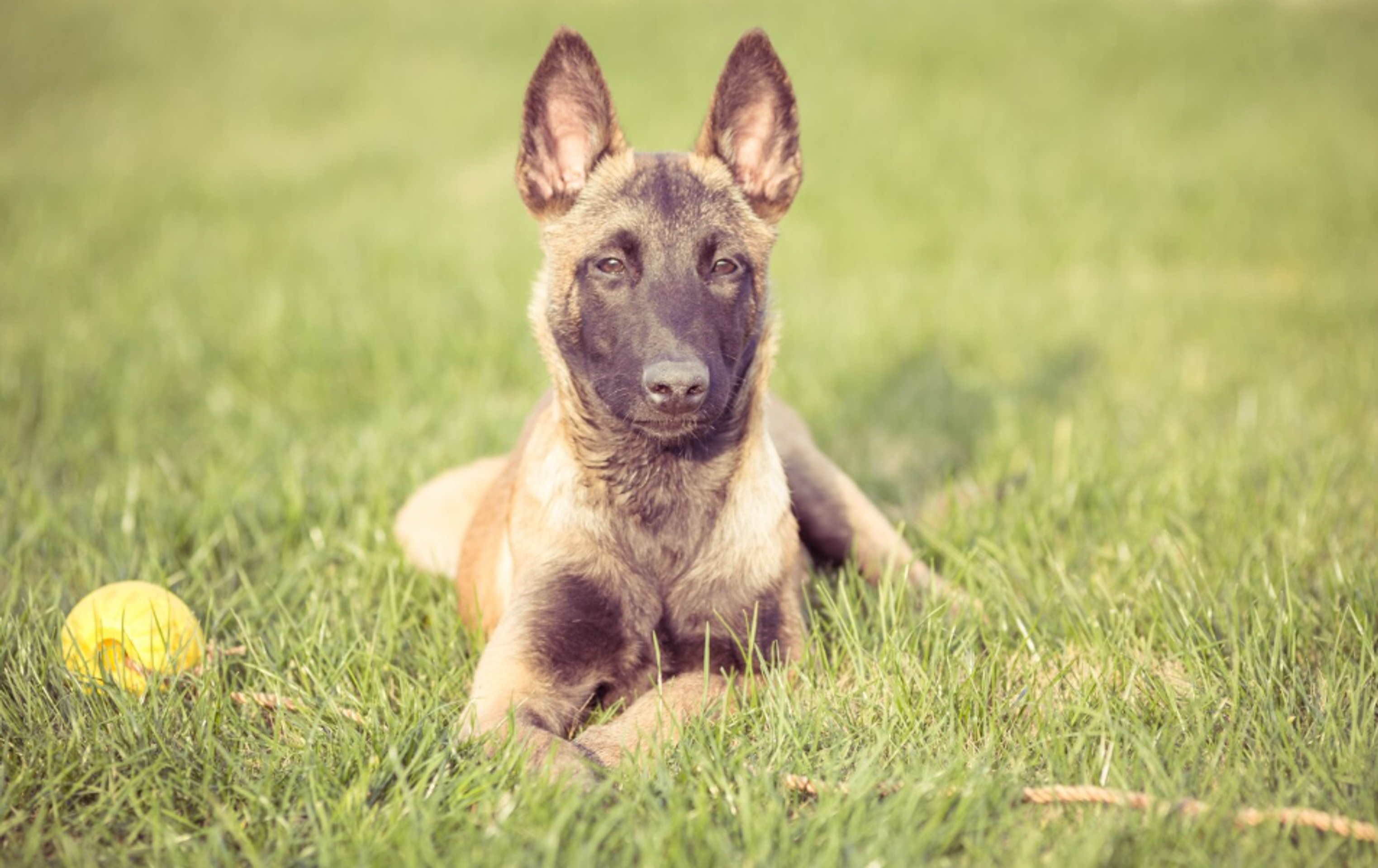 Austrálsky dobytkársky pes.
