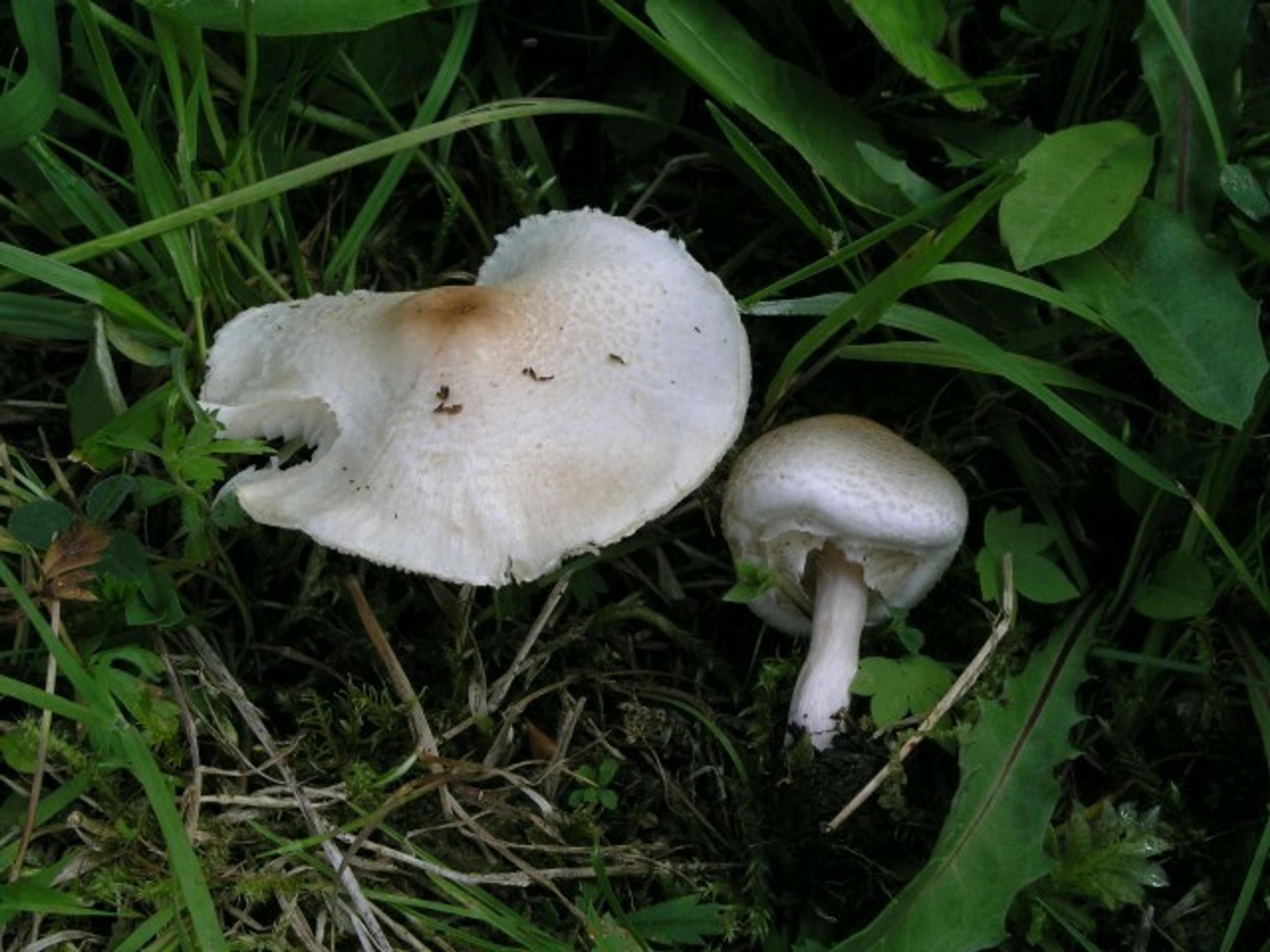 Jedovatá huba - bedlička páchnuca.