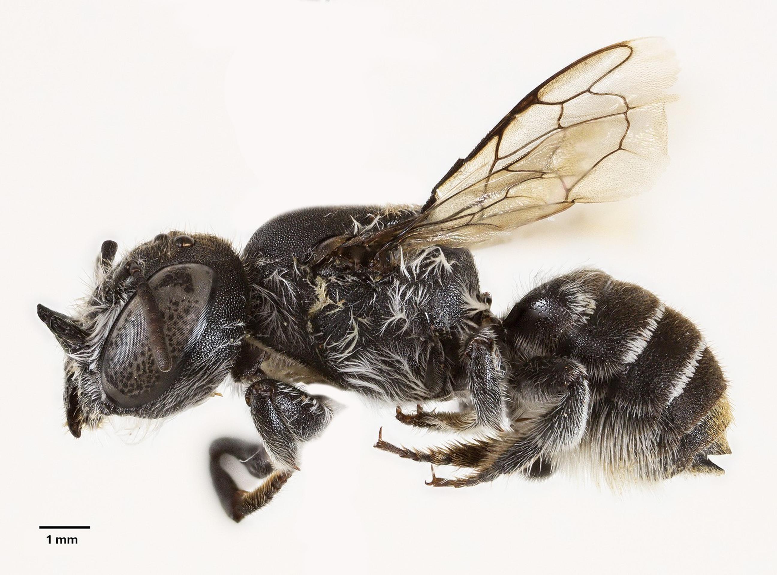 Megachile Lucifer - nový druh včely objavený v Austrálii.
