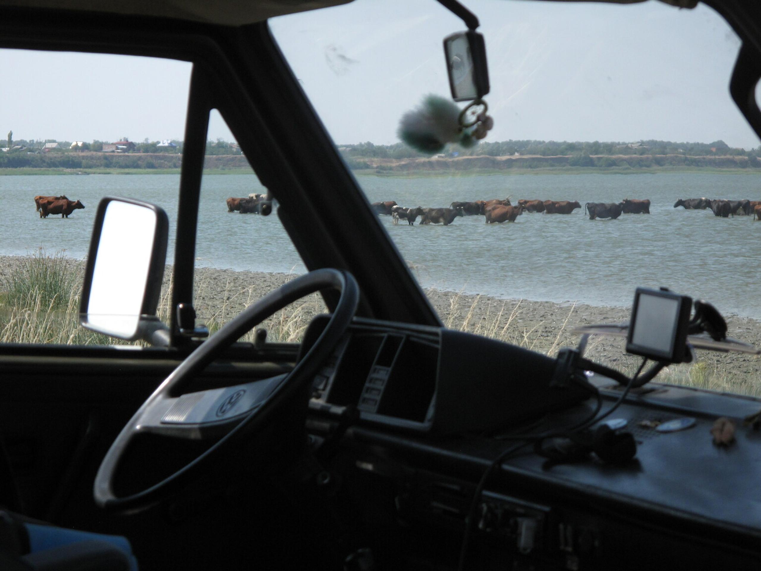 EXPEDÍCIA NA STRECHU EURÓPY: Kravy na Kaukaze