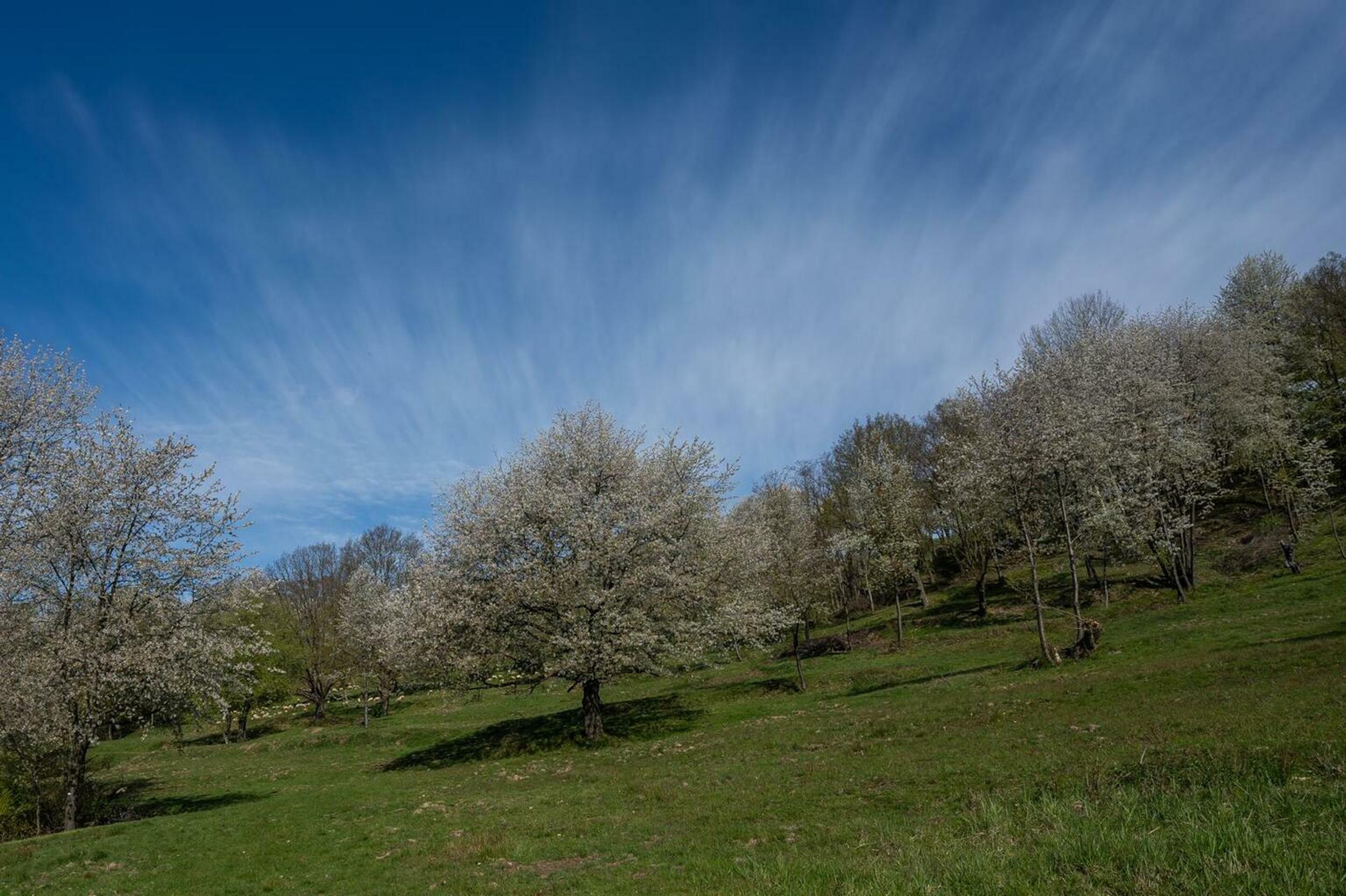 Brdárka na Gemeri opäť zakvitla tisíckami čerešní 