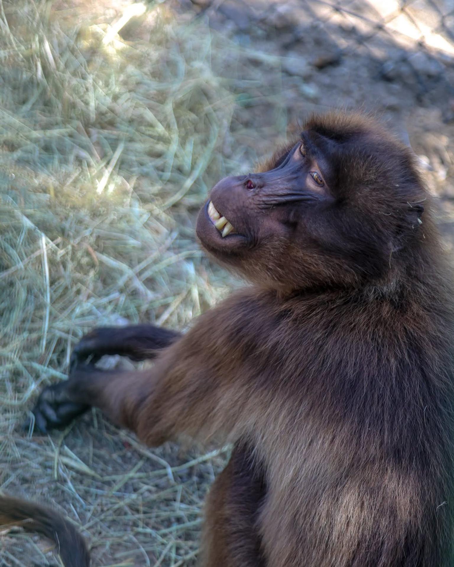Bratislavská zoo privítala vzácnych paviánov dželada.