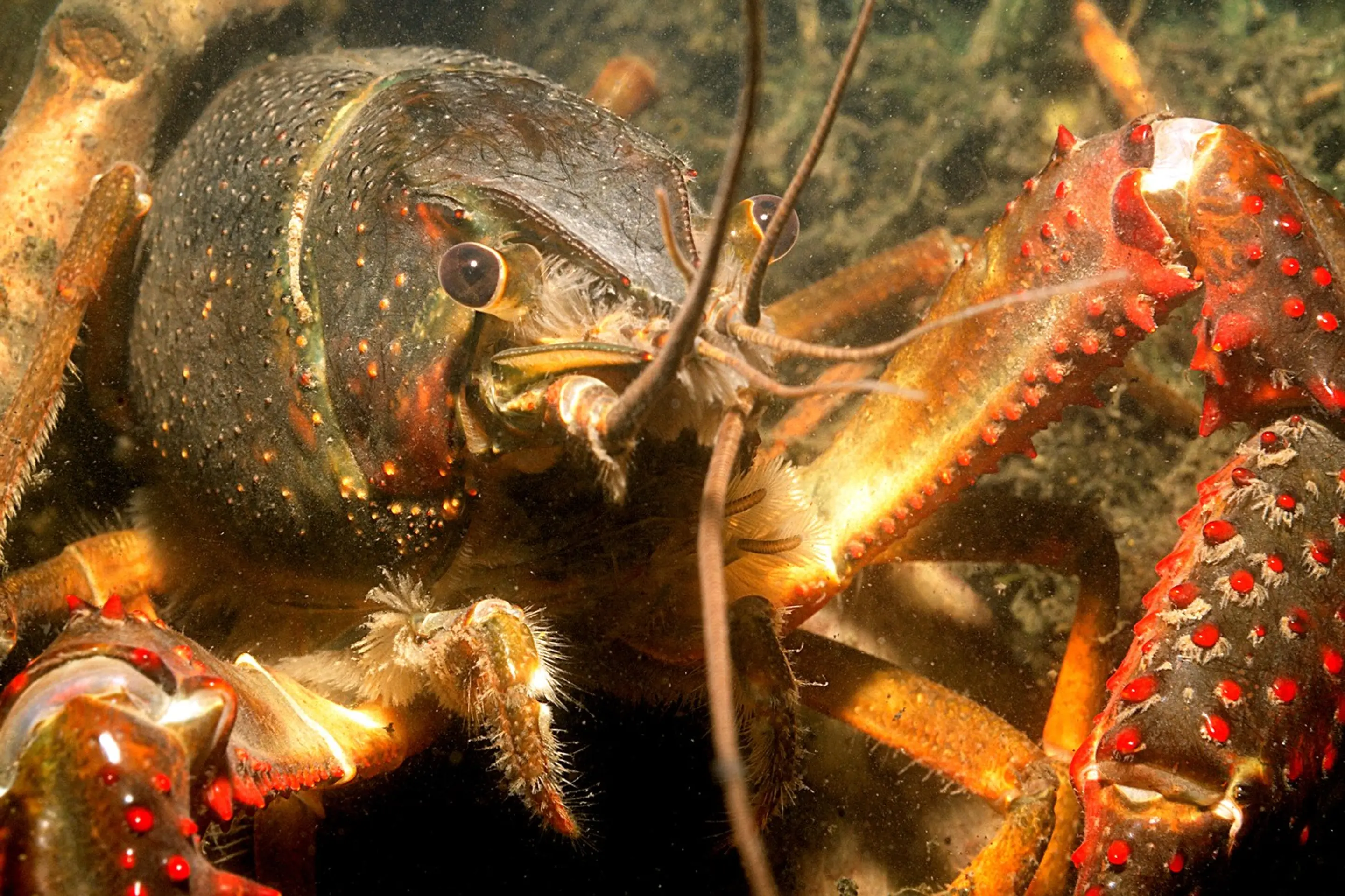Rak červený (lat. (Procambarus clarkii)
