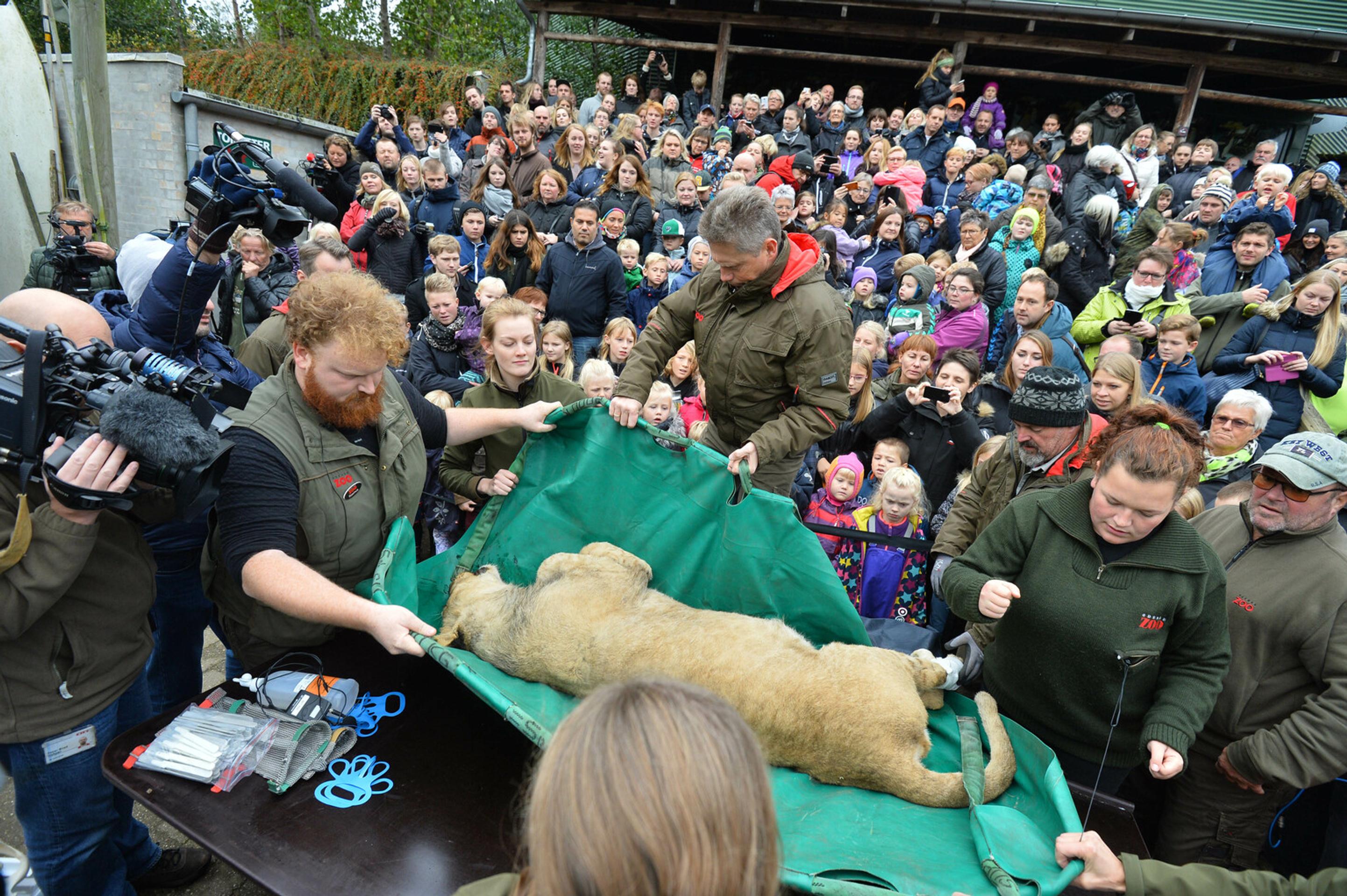 Verejná pitva leva.