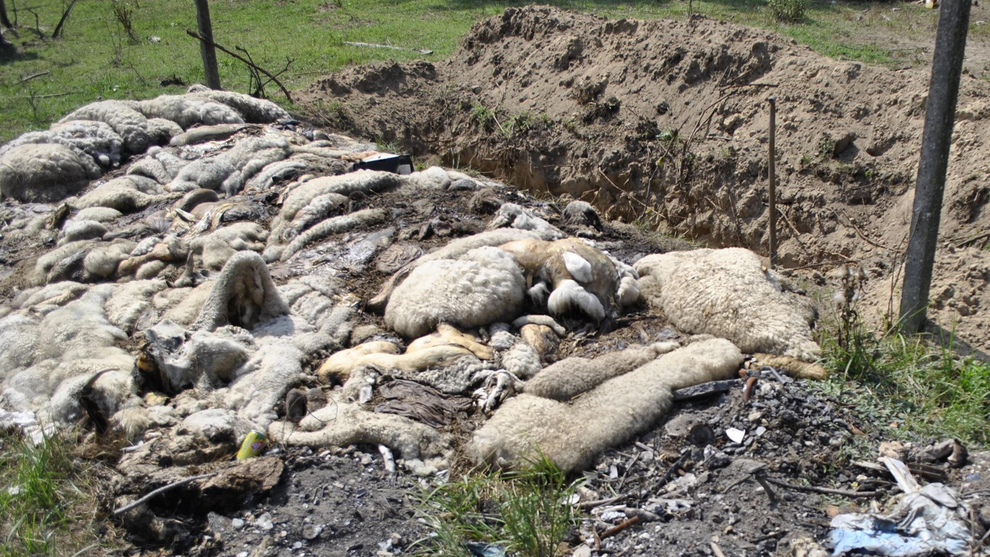 Cintorín uhynutého dobytka.
