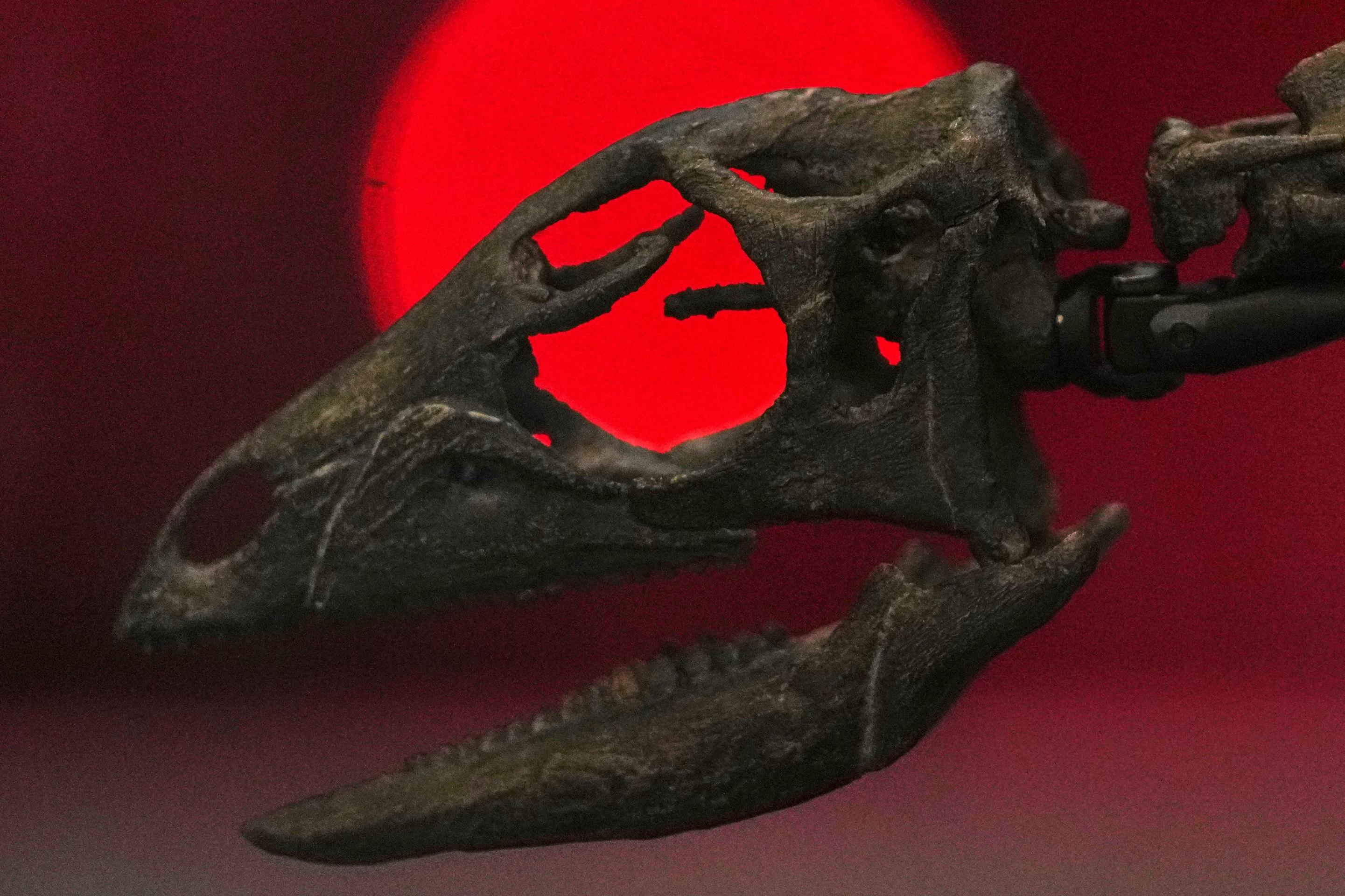 Nový druh dinosaura