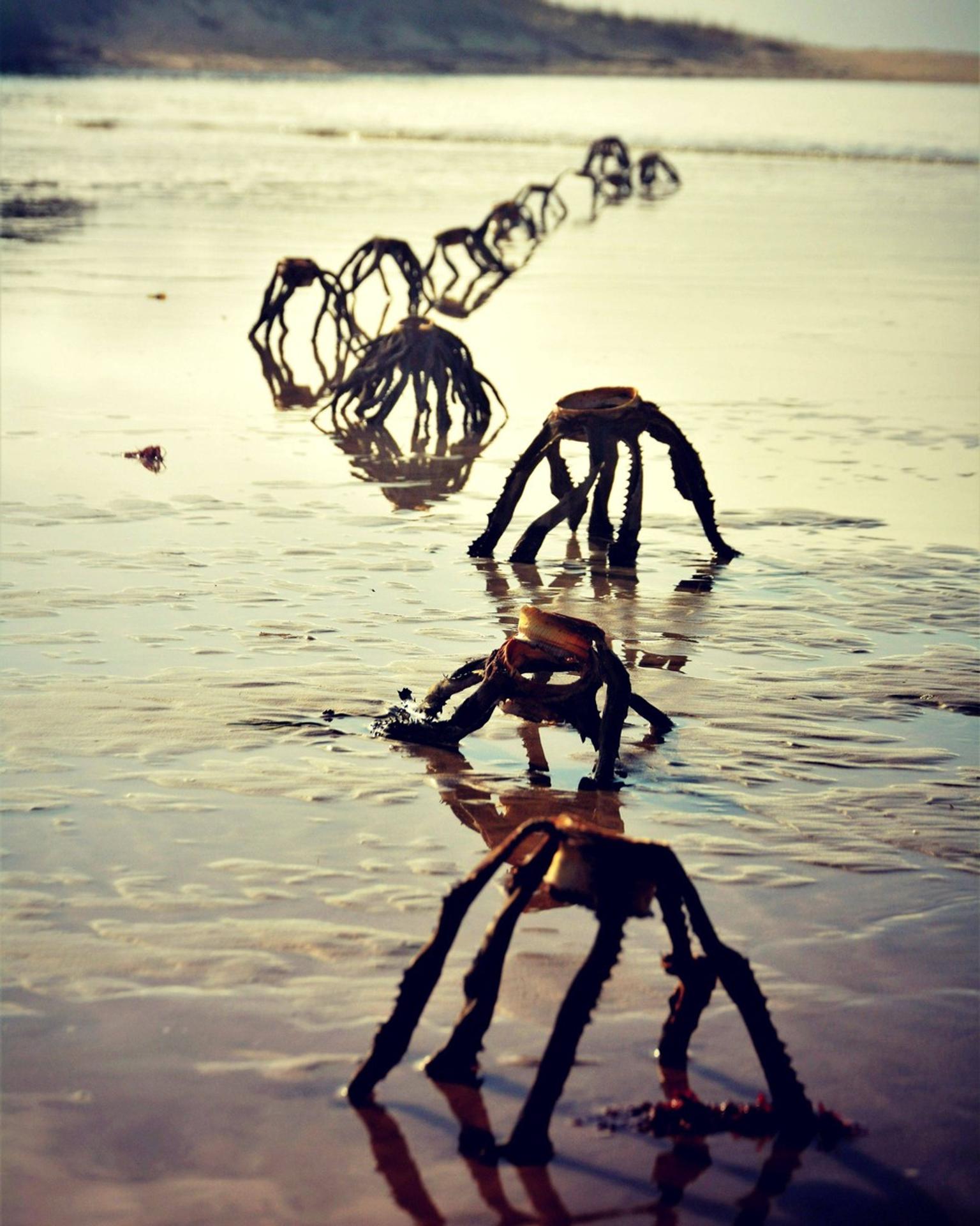 Rastliny Aloe vera na pláži v Južnej Afrike.