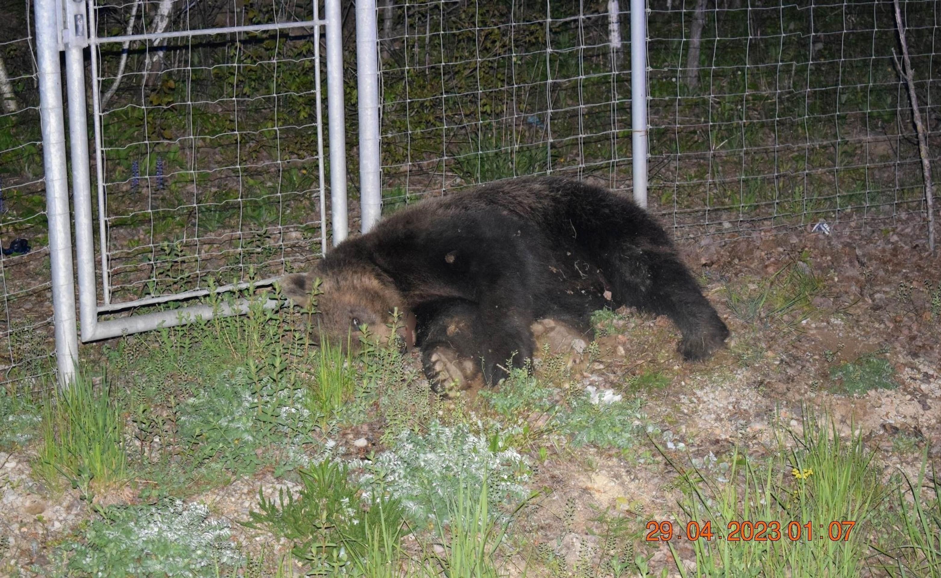 Zrazený medveď pri Košiciach.