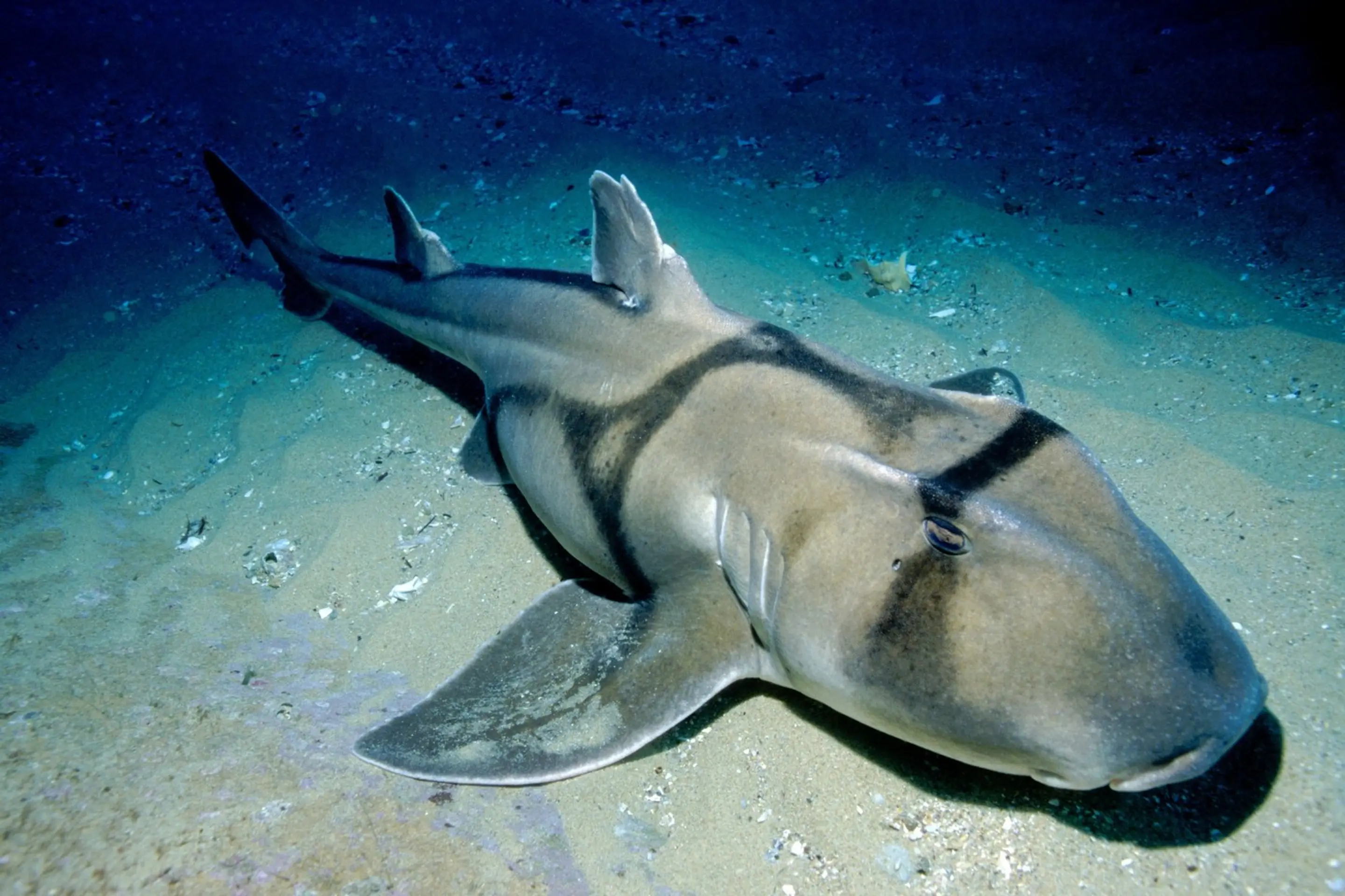 Rôznozubec portjacksonský (Heterodontus portusjacksoni)