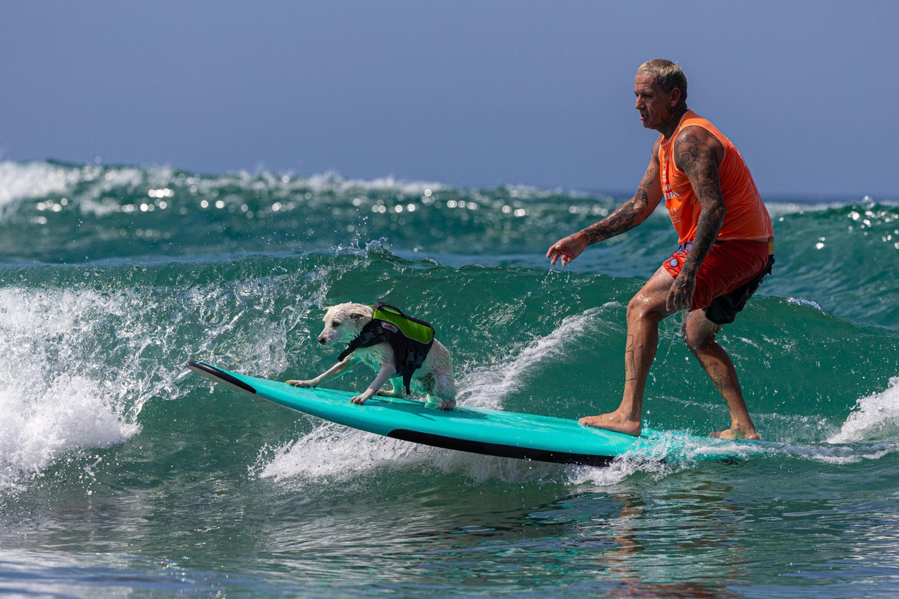 Surferské psie preteky.