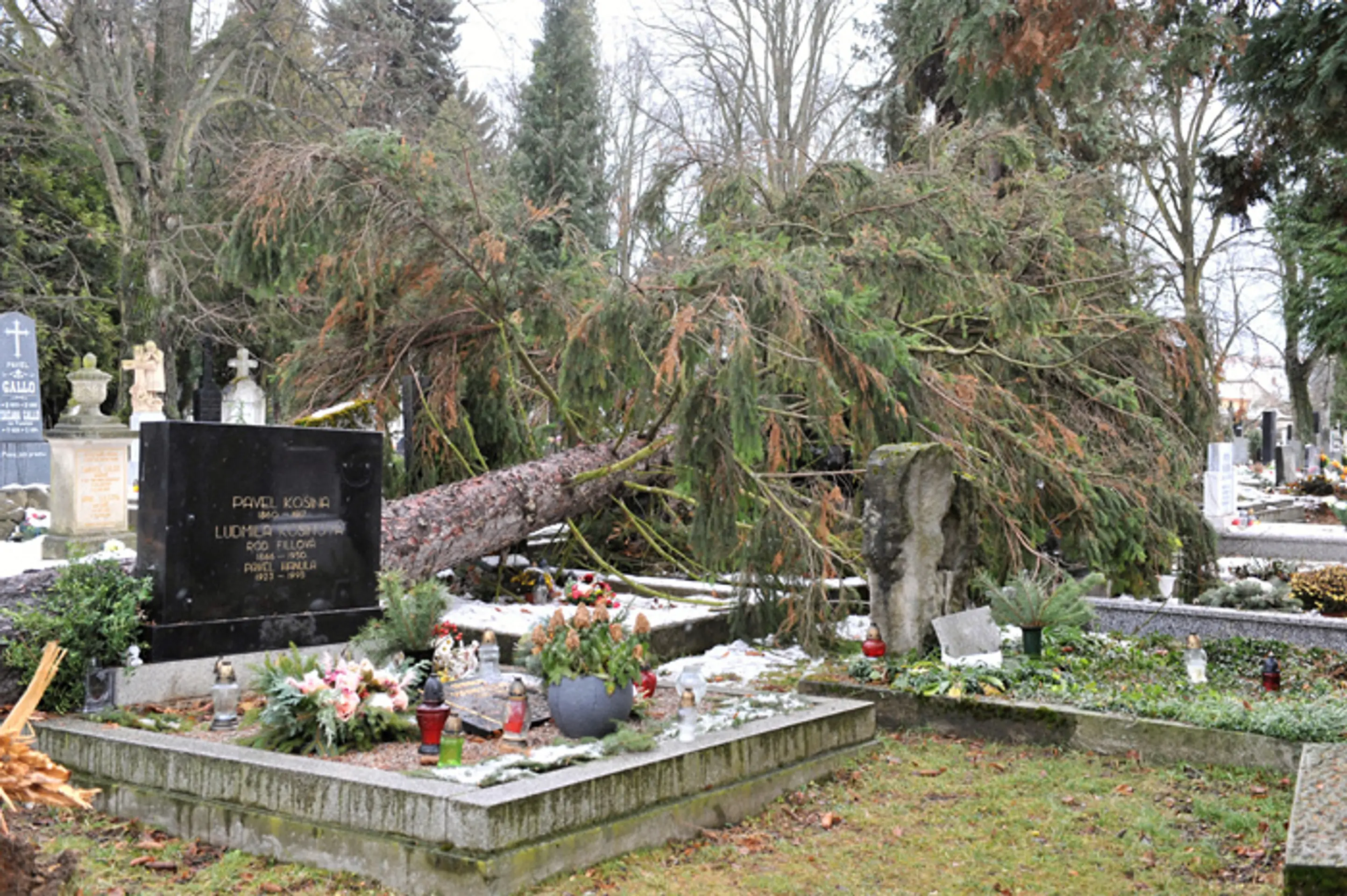Spadnutý strom po veternej smršti na Národnom cintoríne v Martine.