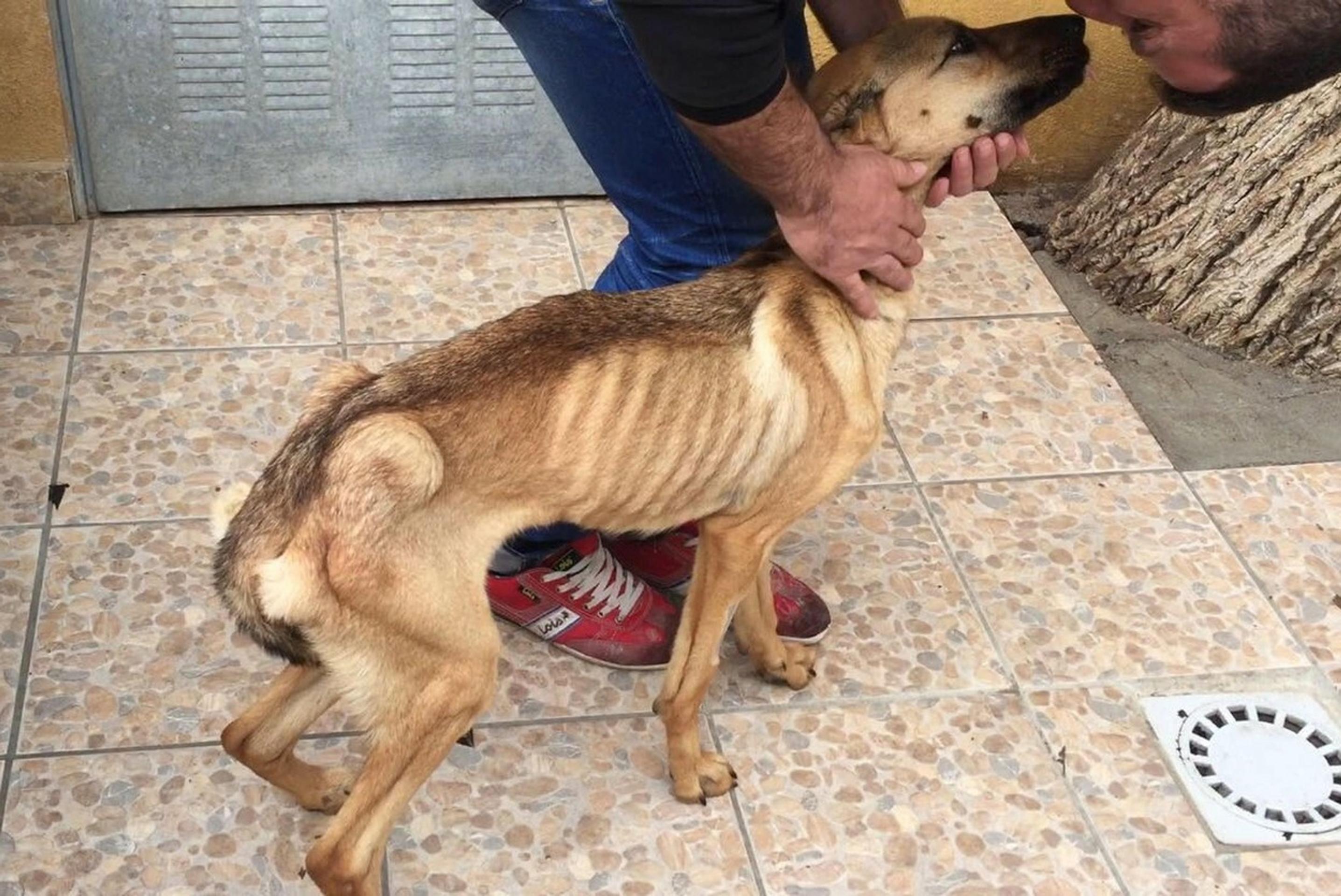 Barille trčali kosti.